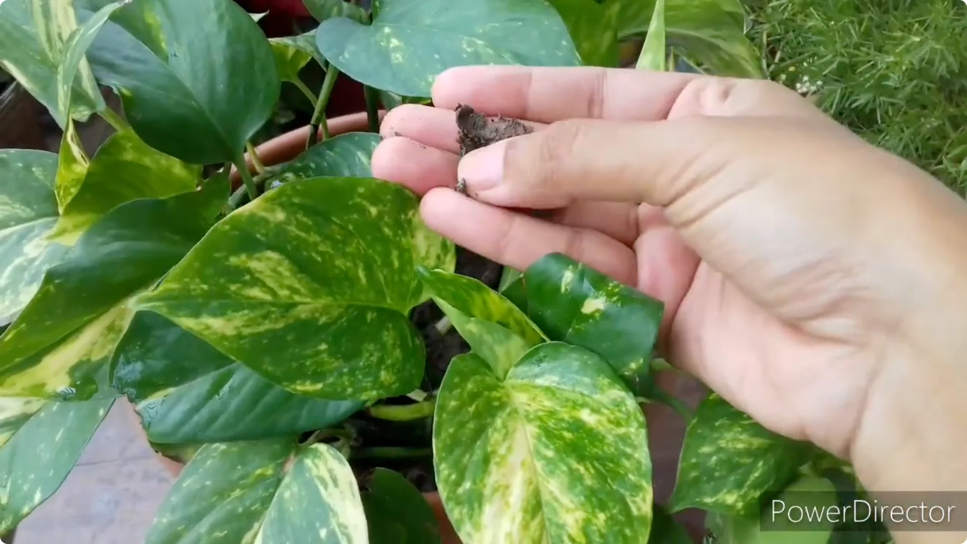 Why Are My Pothos Leaf Tips Turning Brown? Causes & Fixes screenshot 8