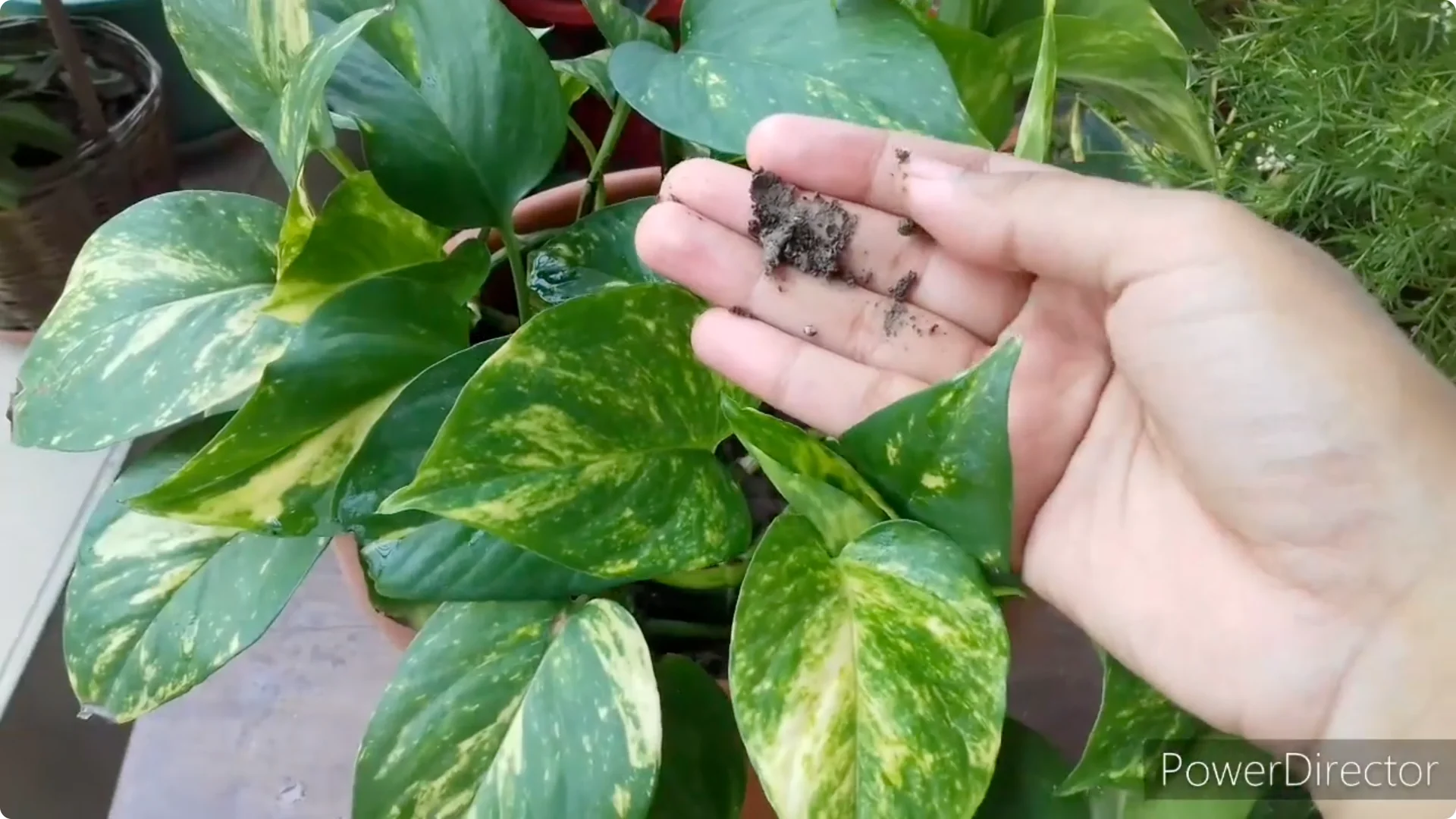 Why Are My Pothos Leaf Tips Turning Brown? Causes & Fixes screenshot 9