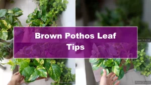 Why Are My Pothos Leaf Tips Turning Brown? Causes & Fixes - Featured Image
