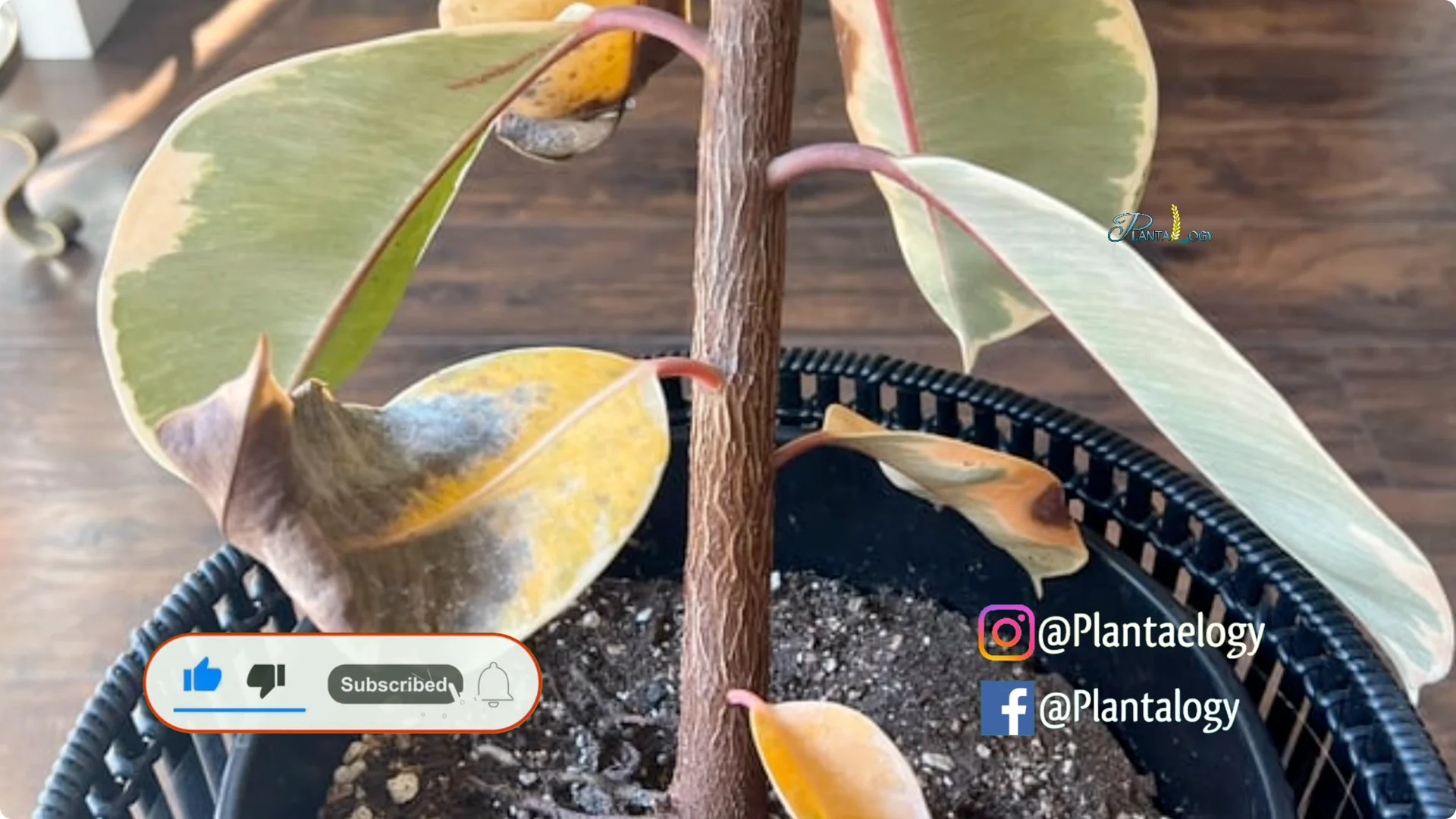 Why Are My Rubber Plant Leaves Falling? Indoor Care Tips screenshot 1
