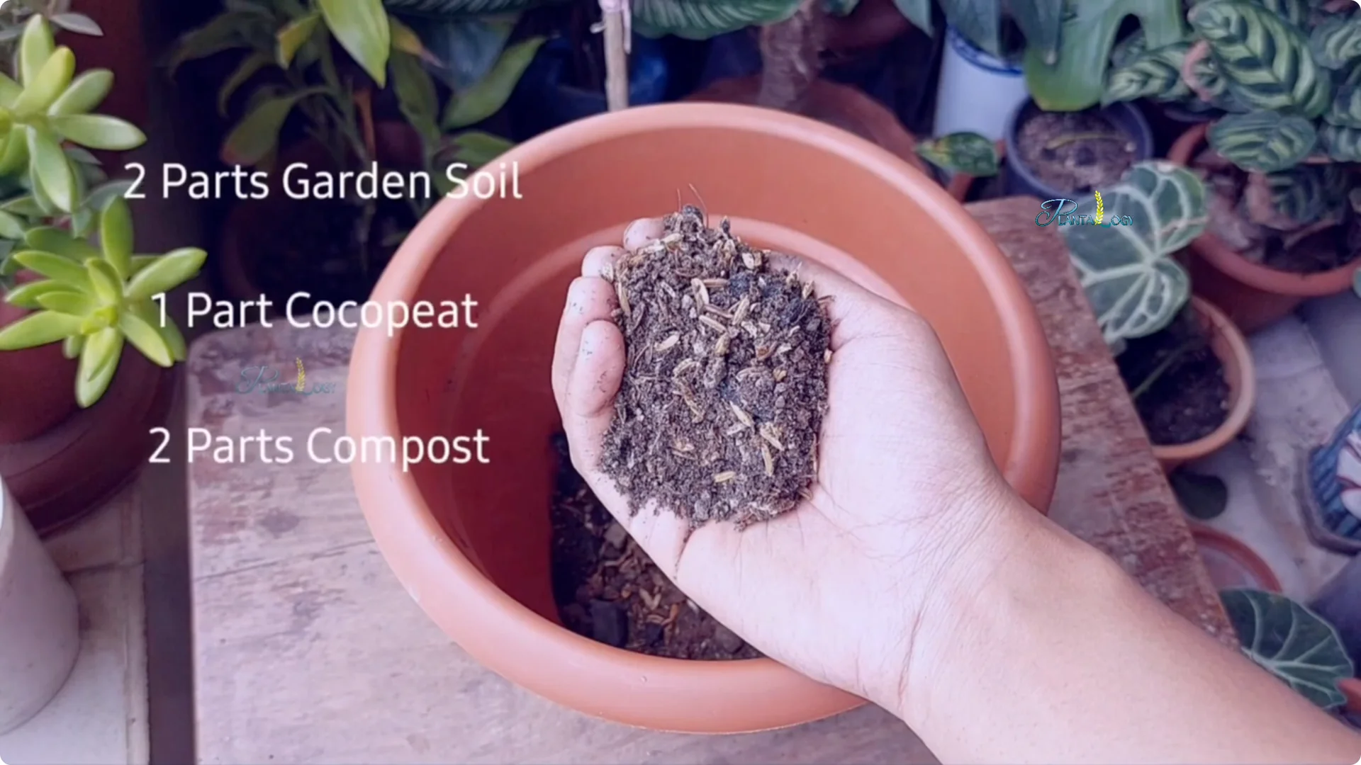 Why Are My Rubber Plant Leaves Falling? Indoor Care Tips screenshot 4