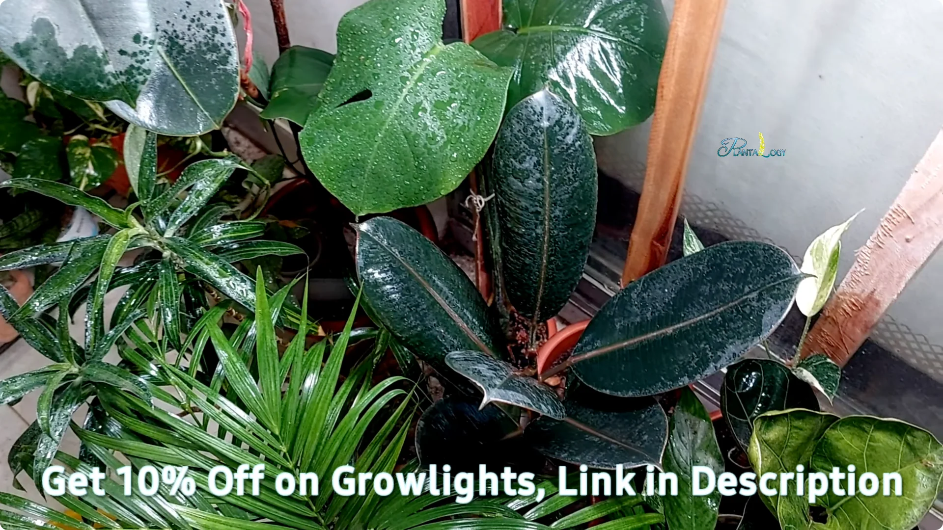 Why Are My Rubber Plant Leaves Falling? Indoor Care Tips screenshot 5