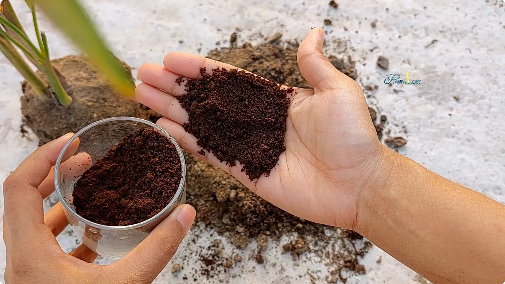 Why Are My Rubber Plant Leaves Falling? Indoor Care Tips screenshot 8
