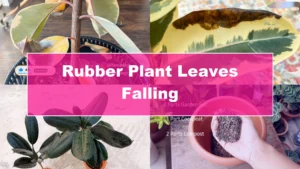 Why Are My Rubber Plant Leaves Falling? Indoor Care Tips - Featured Image