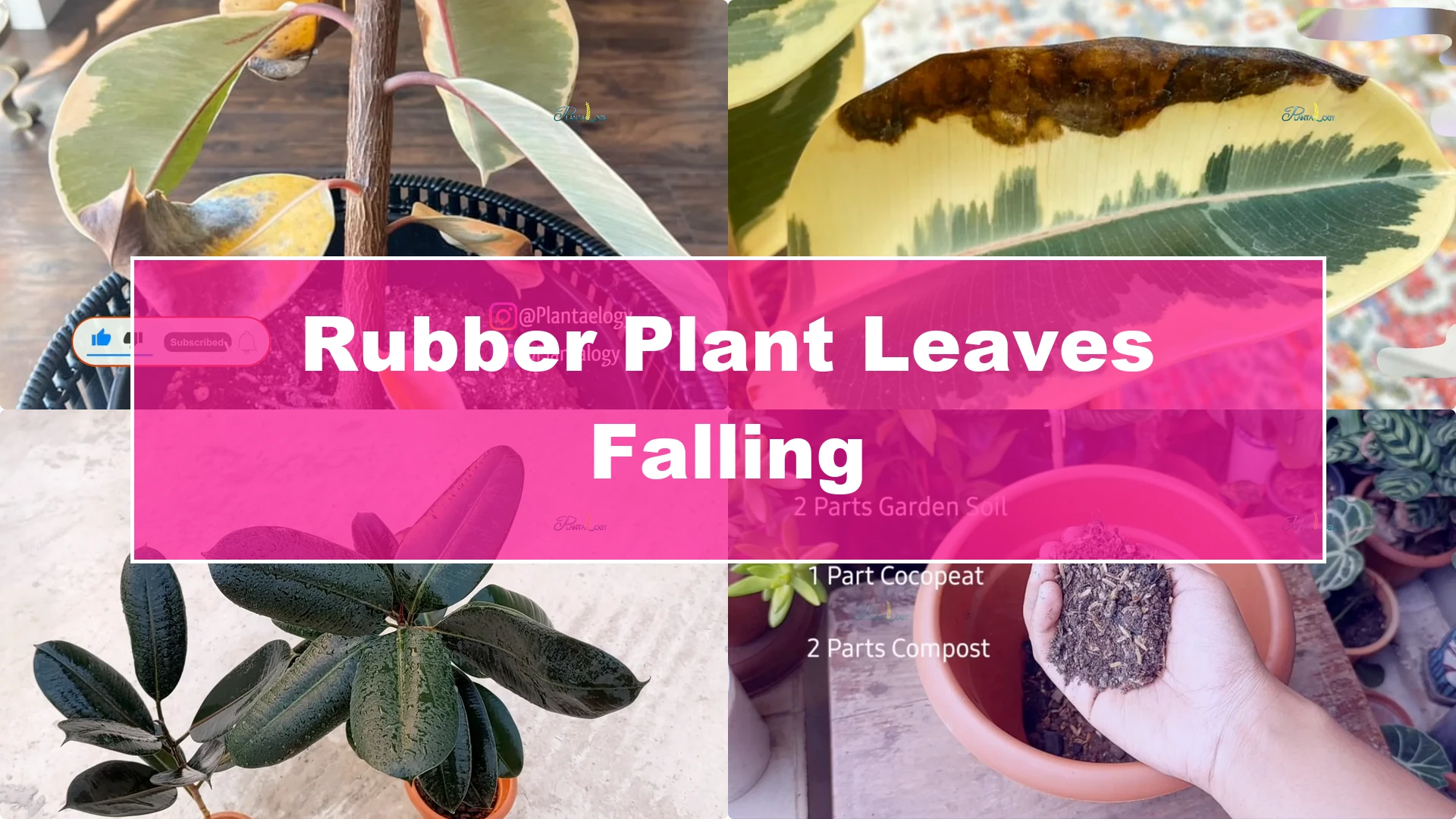 Why Are My Rubber Plant Leaves Falling? Indoor Care Tips - Featured Image