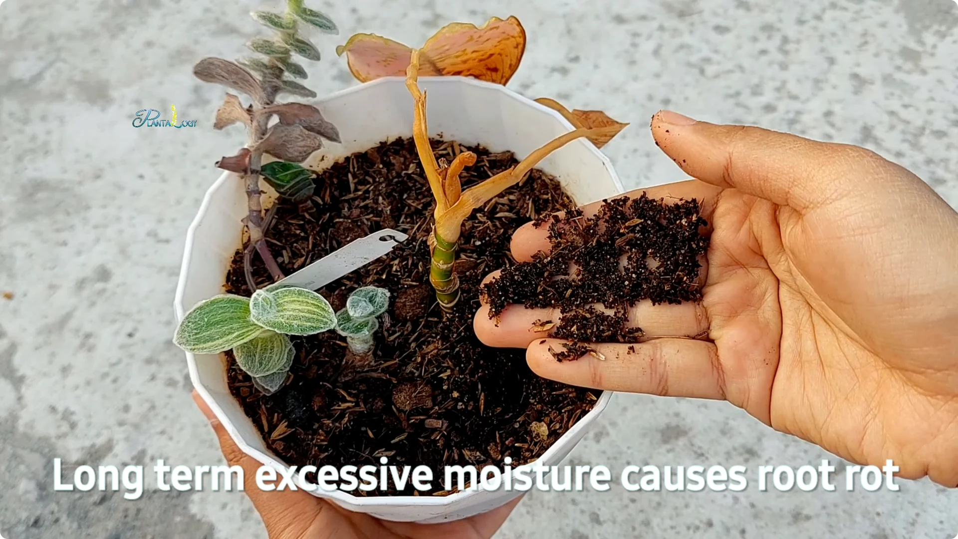 Why Are Your Aglaonema Leaves Turning Brown? Top 3 Causes screenshot 1
