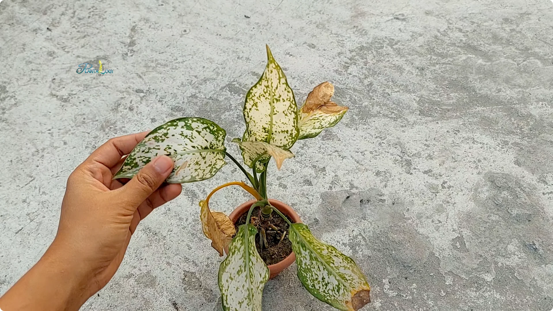 Why Are Your Aglaonema Leaves Turning Brown? Top 3 Causes screenshot 10
