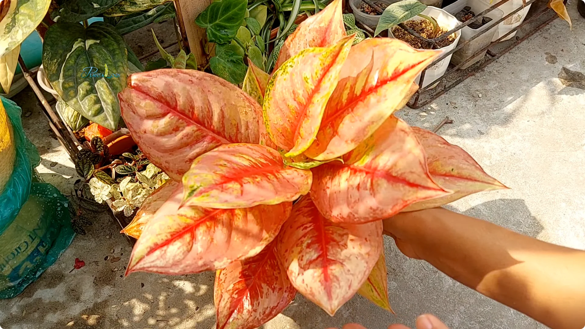 Why Are Your Aglaonema Leaves Turning Brown? Top 3 Causes screenshot 11