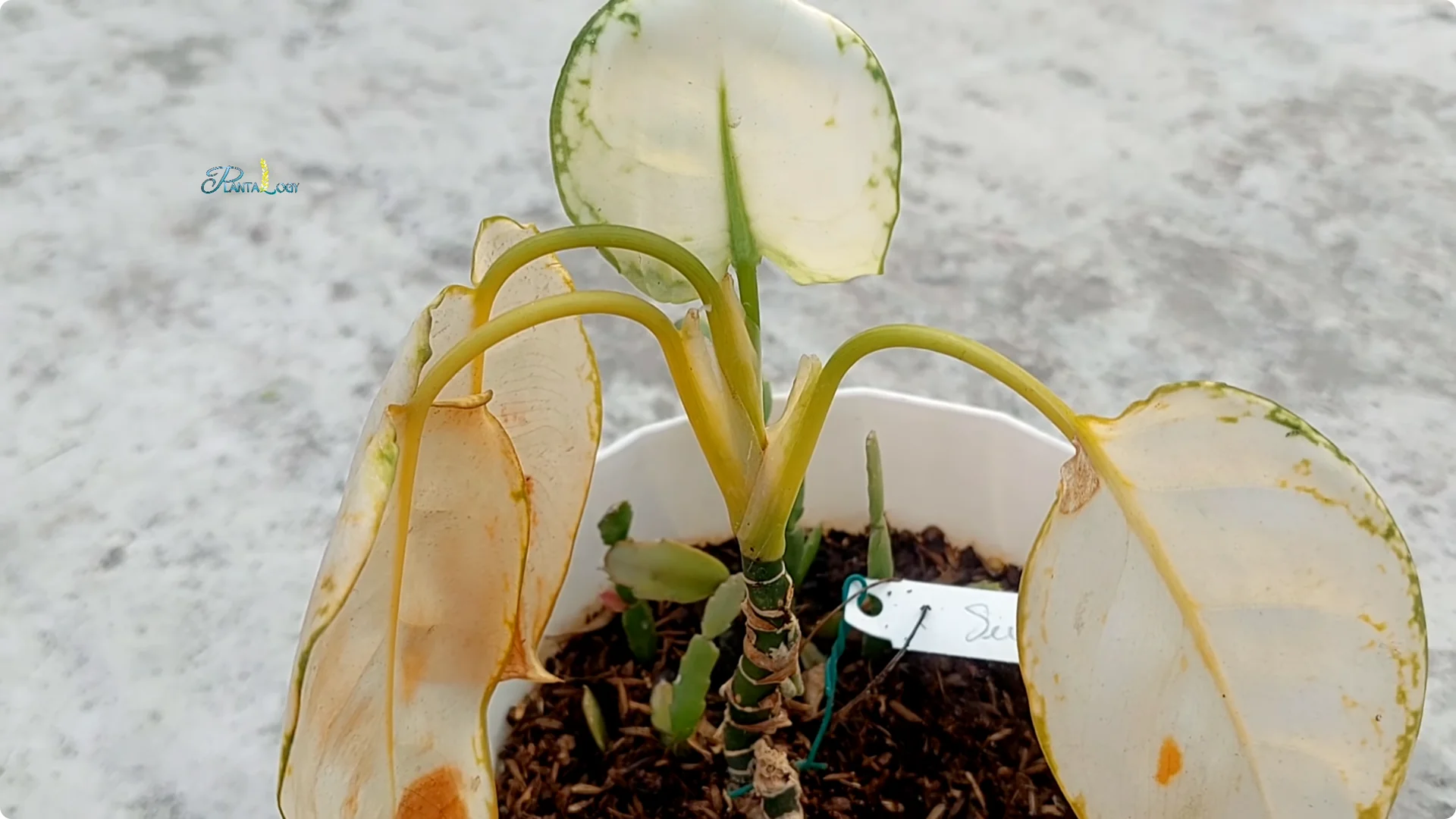 Why Are Your Aglaonema Leaves Turning Brown? Top 3 Causes screenshot 12