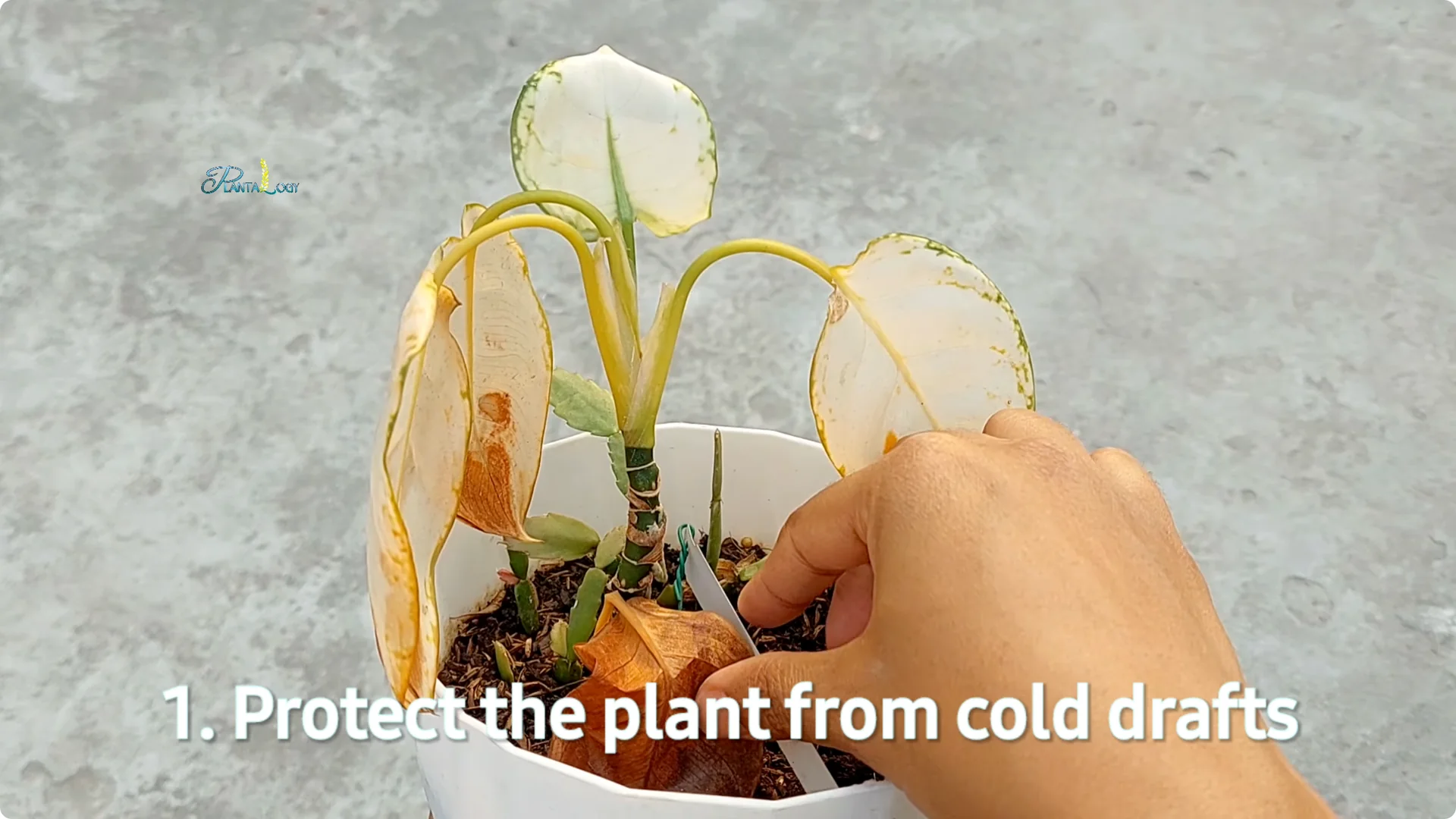 Why Are Your Aglaonema Leaves Turning Brown? Top 3 Causes screenshot 13