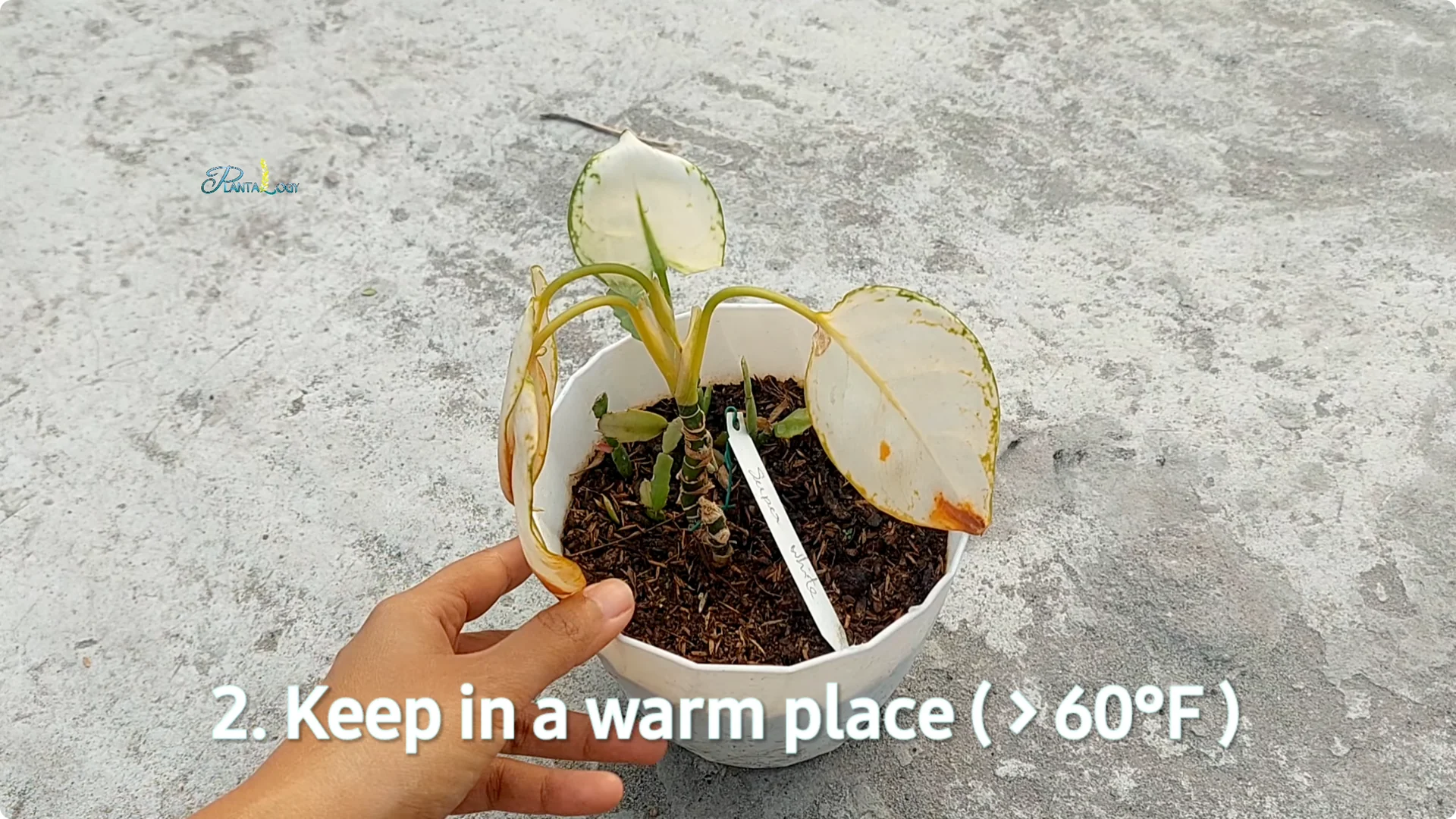 Why Are Your Aglaonema Leaves Turning Brown? Top 3 Causes screenshot 14