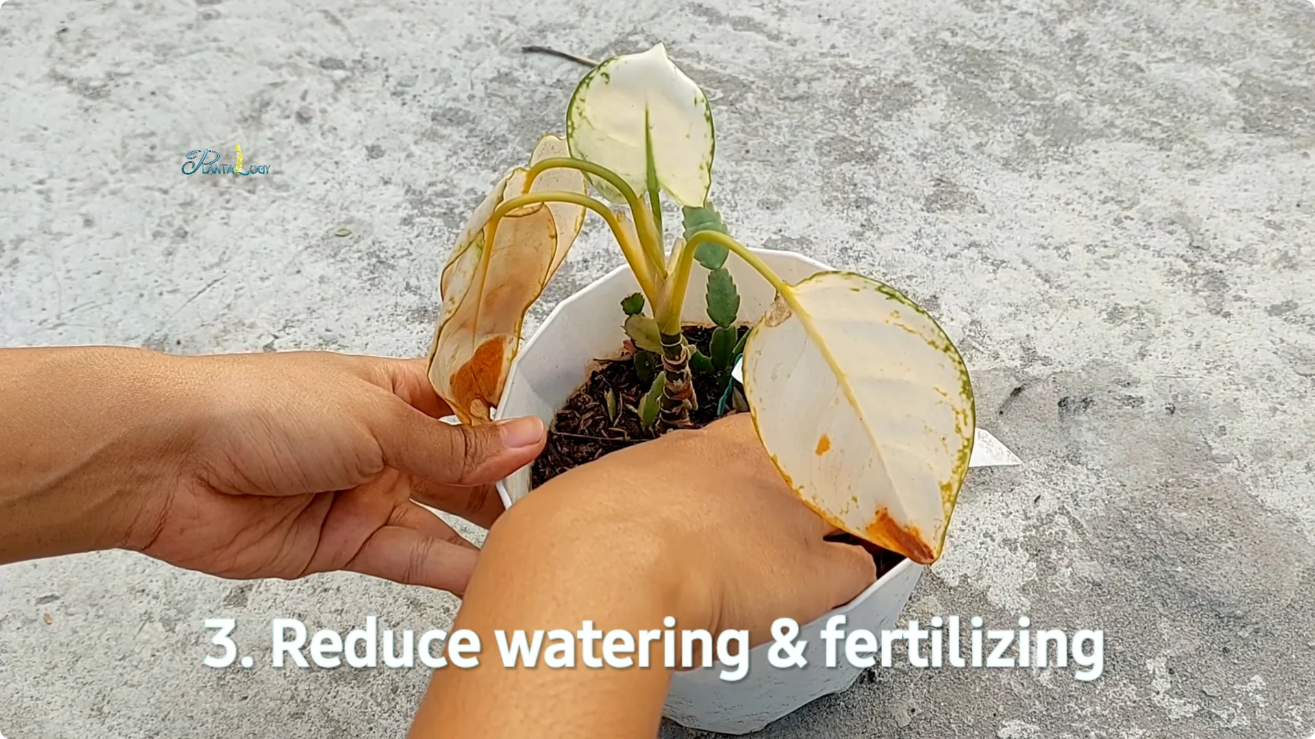 Why Are Your Aglaonema Leaves Turning Brown? Top 3 Causes screenshot 15