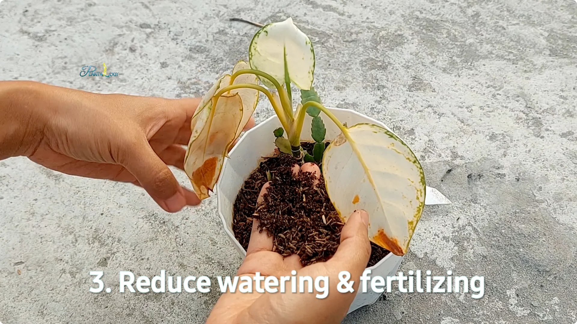 Why Are Your Aglaonema Leaves Turning Brown? Top 3 Causes screenshot 16