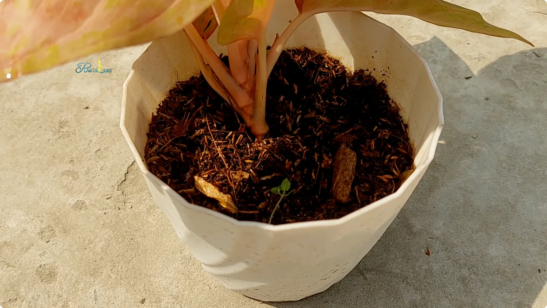Why Are Your Aglaonema Leaves Turning Brown? Top 3 Causes screenshot 17