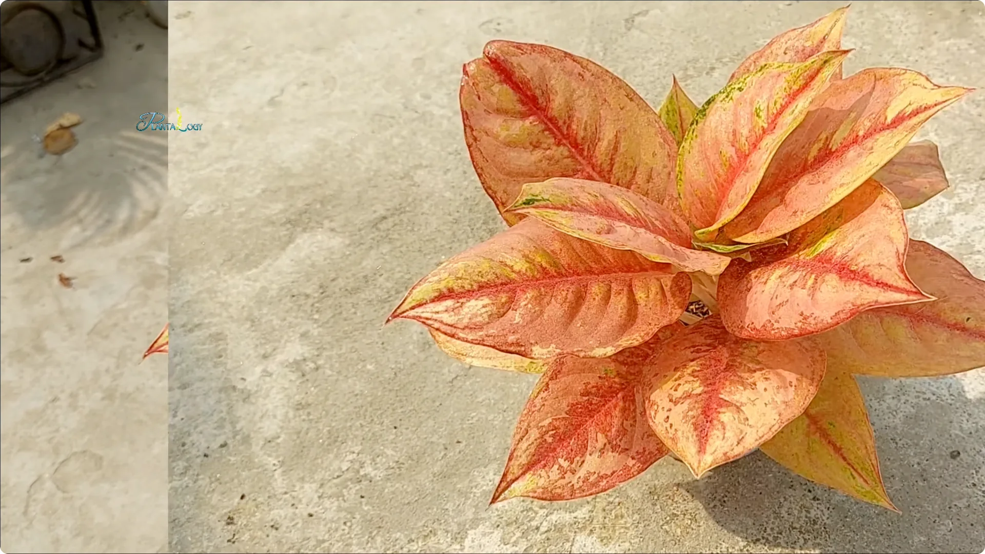 Why Are Your Aglaonema Leaves Turning Brown? Top 3 Causes screenshot 18