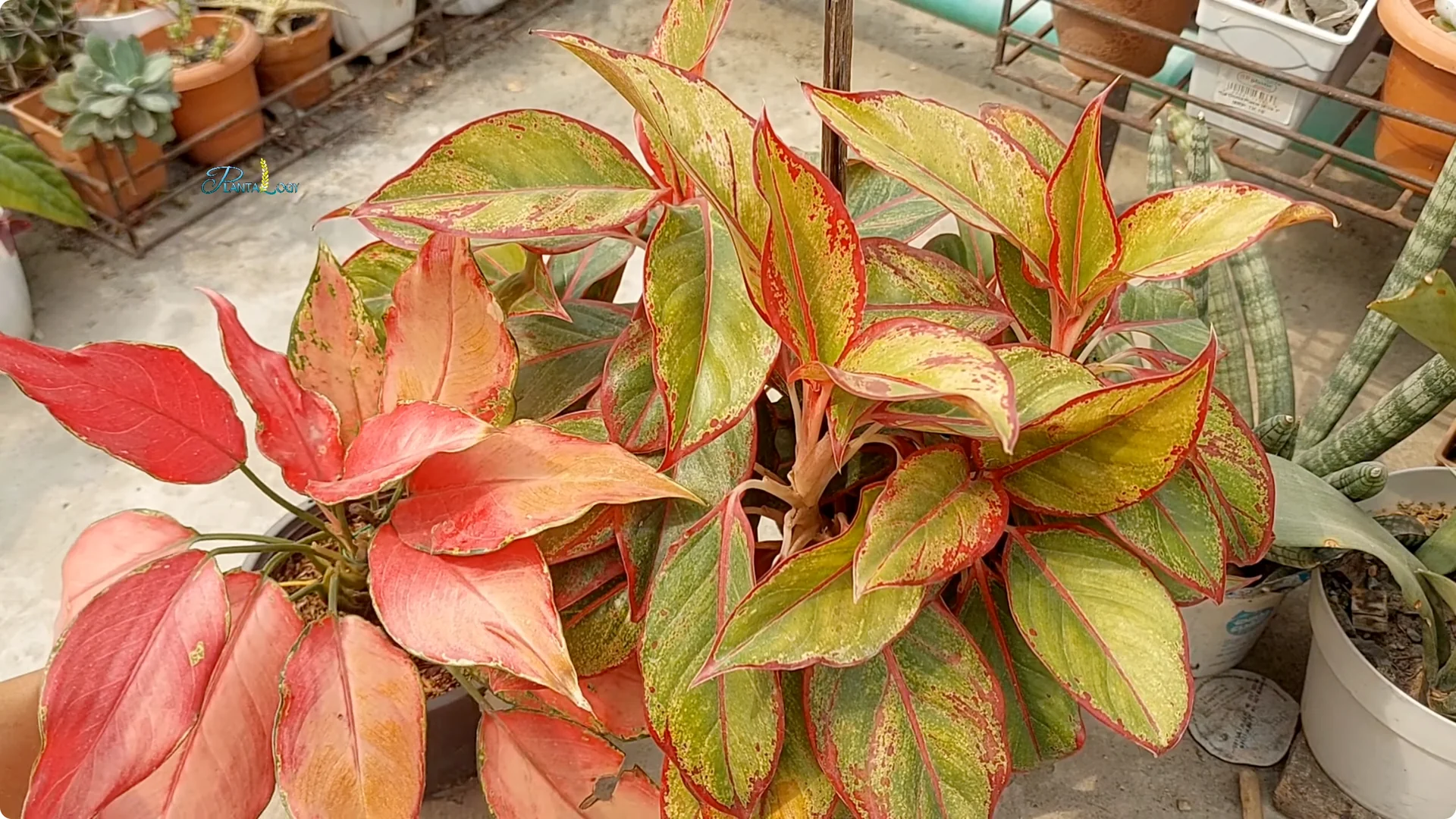 Why Are Your Aglaonema Leaves Turning Brown? Top 3 Causes screenshot 19