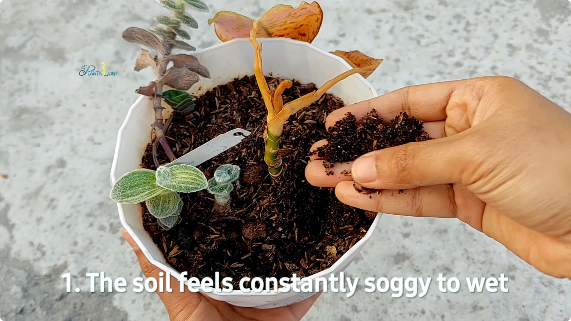 Why Are Your Aglaonema Leaves Turning Brown? Top 3 Causes screenshot 2