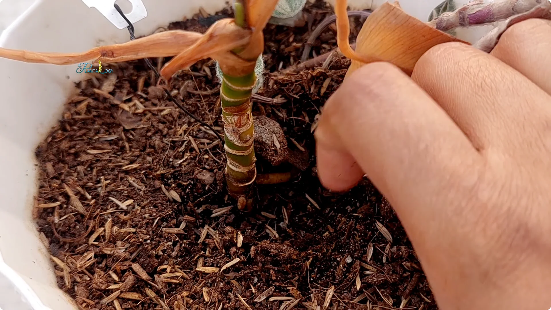 Why Are Your Aglaonema Leaves Turning Brown? Top 3 Causes screenshot 3