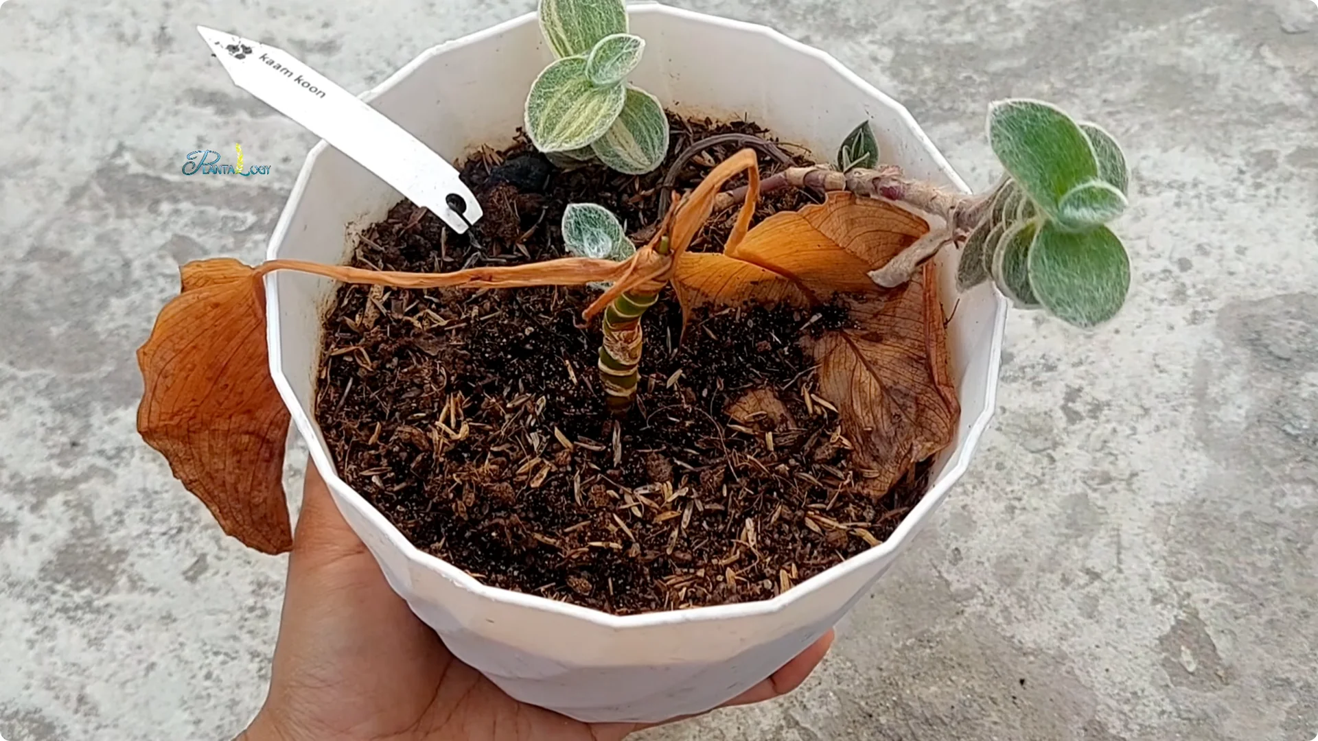 Why Are Your Aglaonema Leaves Turning Brown? Top 3 Causes screenshot 4