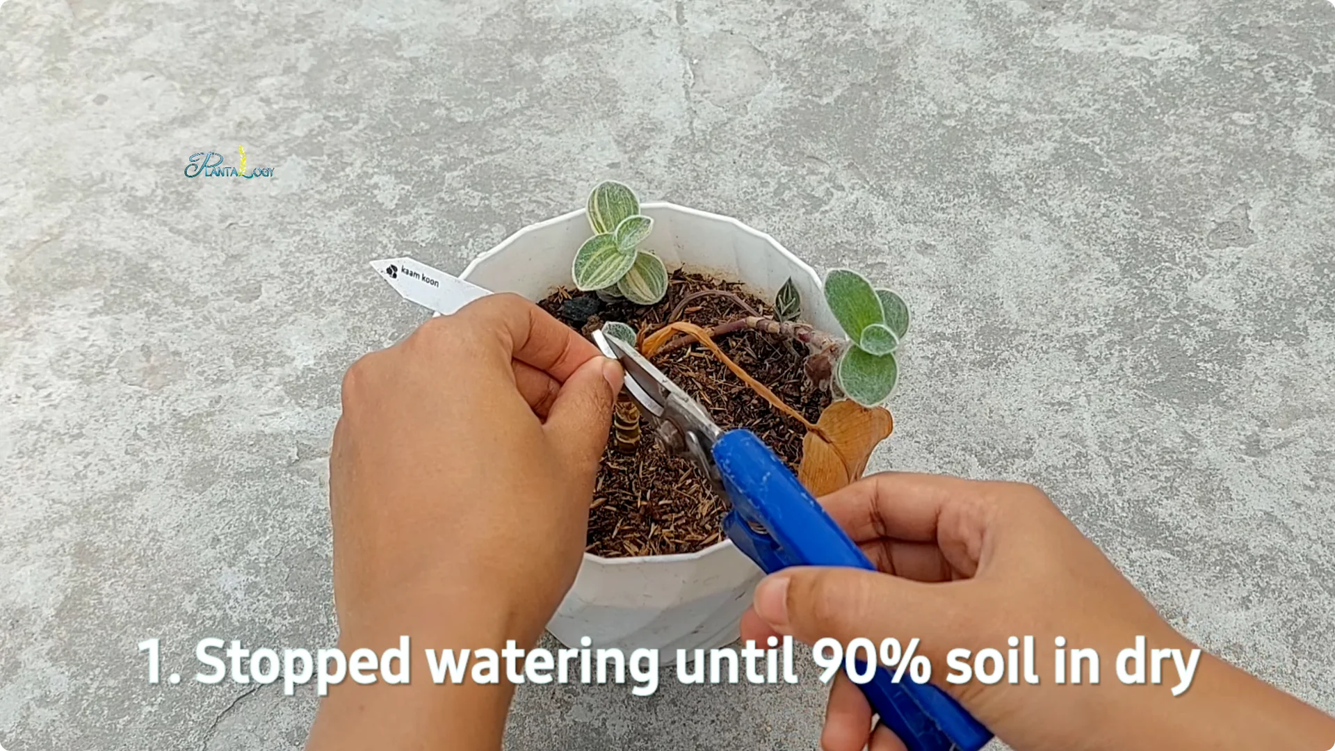 Why Are Your Aglaonema Leaves Turning Brown? Top 3 Causes screenshot 6