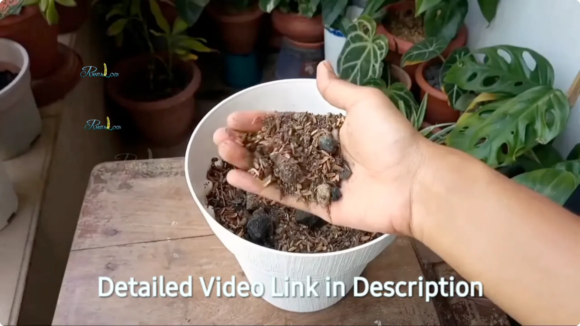 Why Are Your Aglaonema Leaves Turning Brown? Top 3 Causes screenshot 7