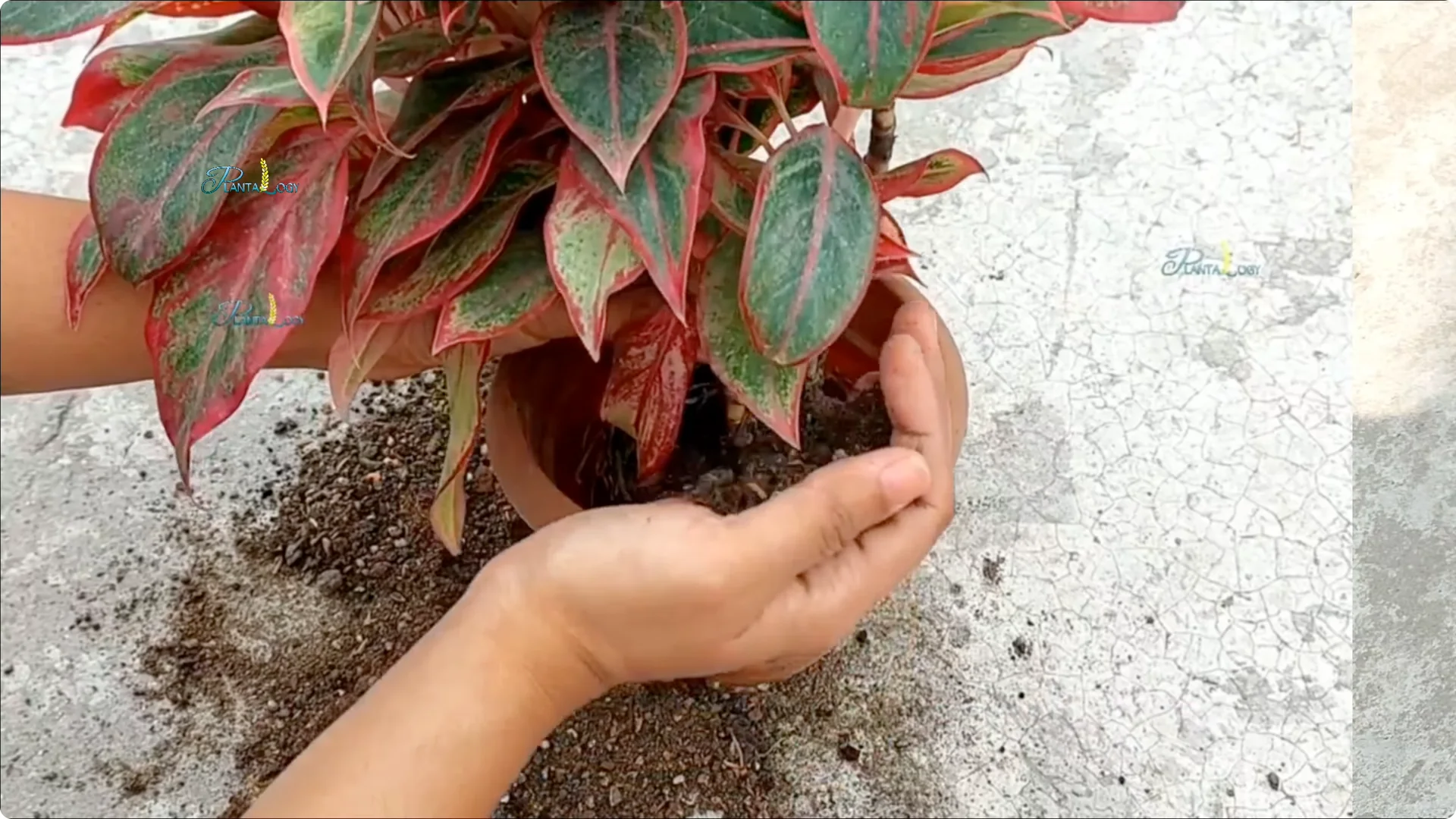 Why Are Your Aglaonema Leaves Turning Brown? Top 3 Causes screenshot 8