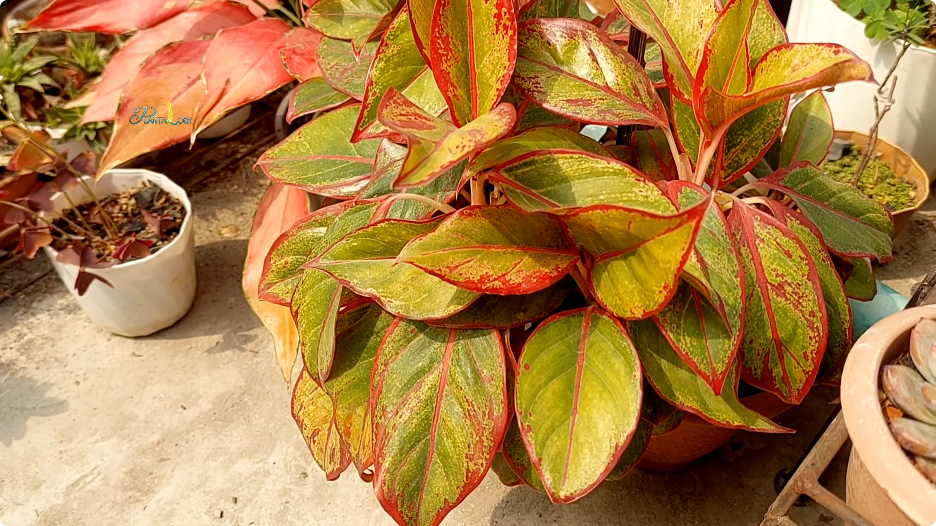 Why Are Your Aglaonema Leaves Turning Brown? Top 3 Causes screenshot 9