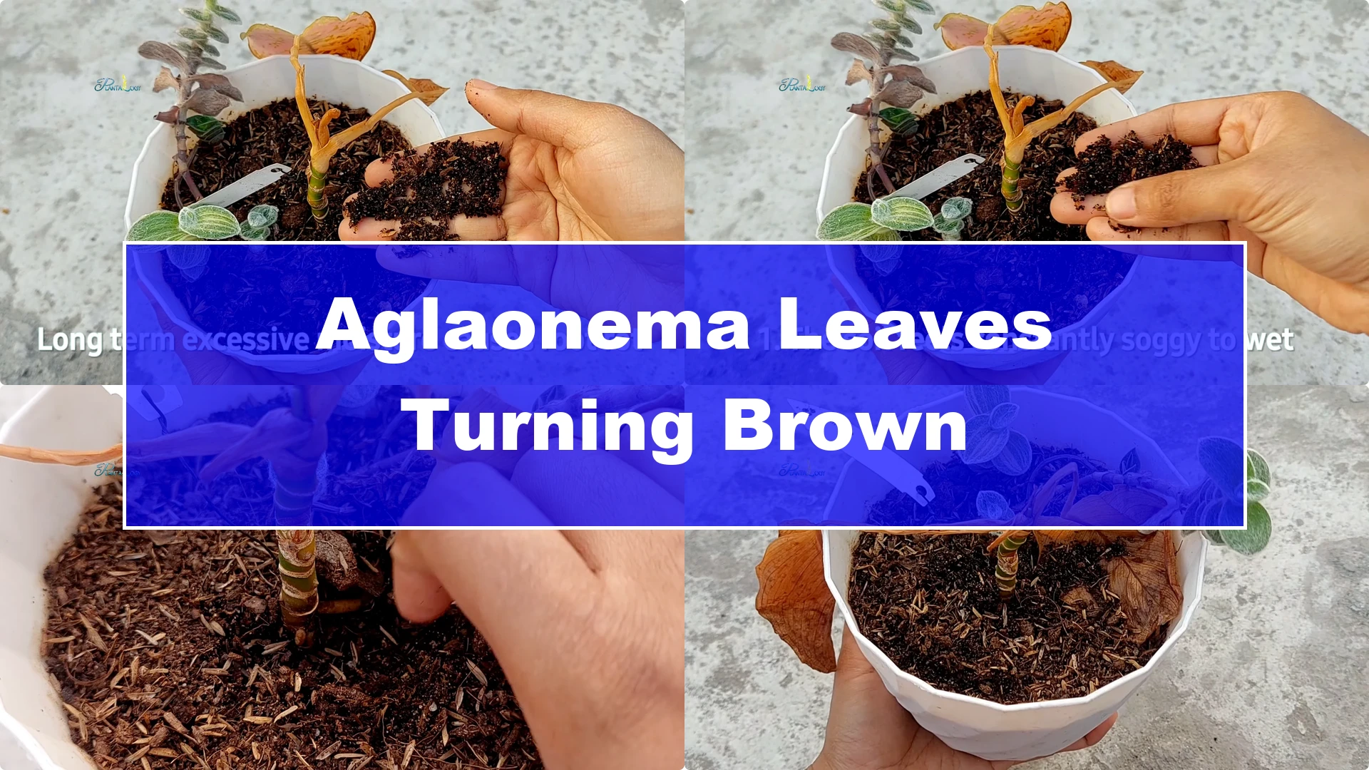 Why Are Your Aglaonema Leaves Turning Brown? Top 3 Causes - Featured Image