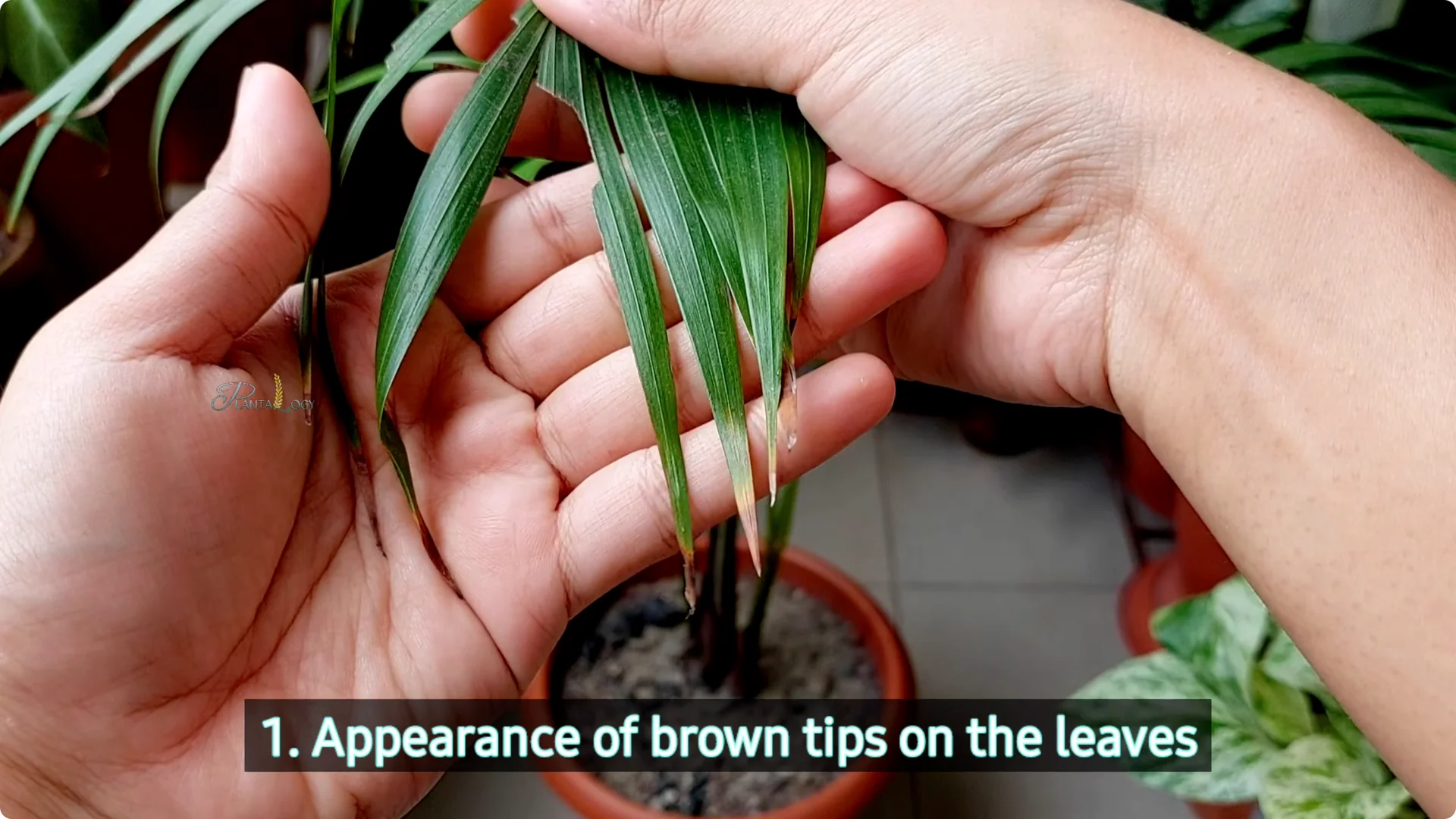 Why Are Your Areca Palm Leaves Turning Brown? screenshot 1