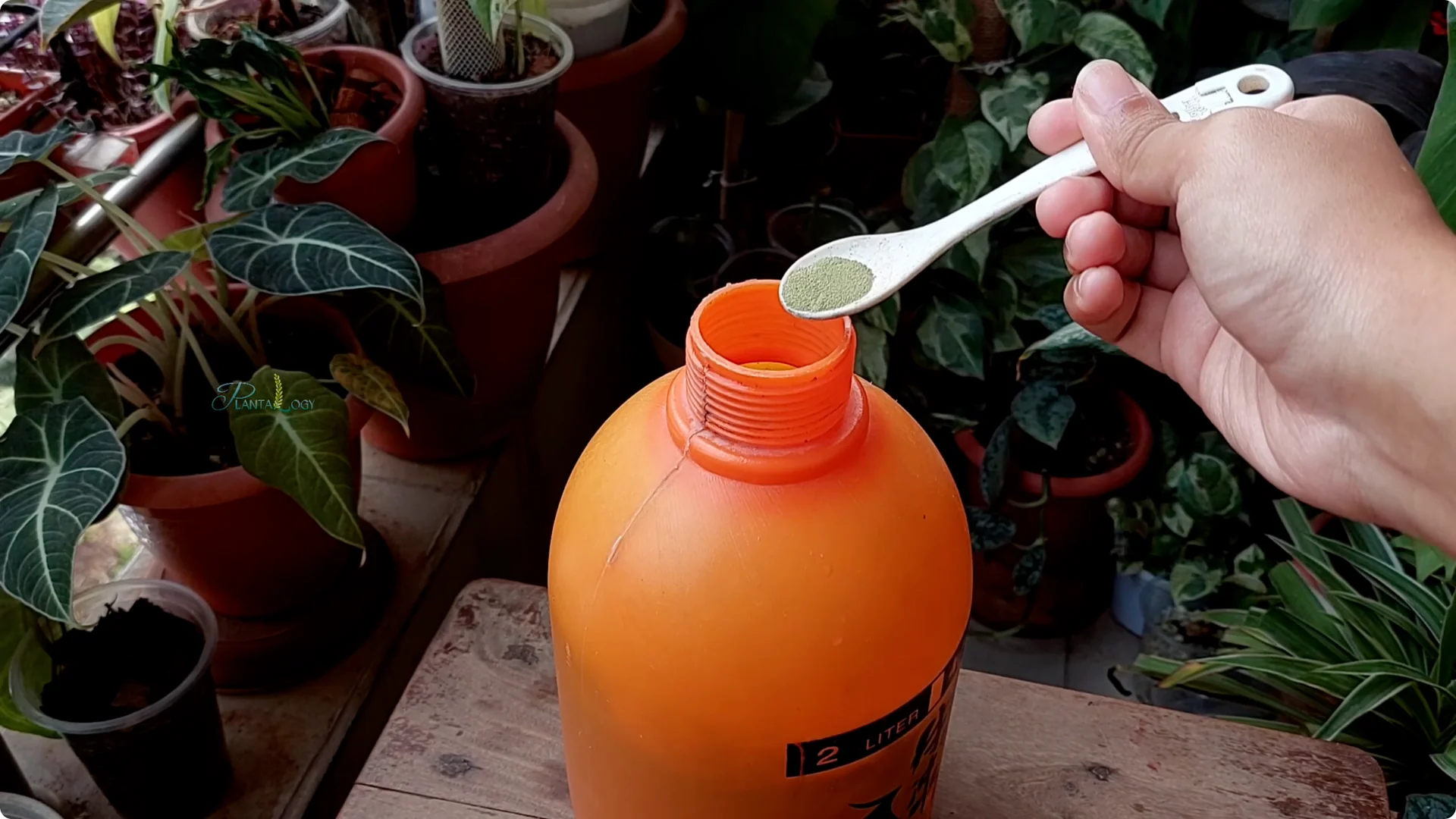 Why Are Your Areca Palm Leaves Turning Brown? screenshot 2