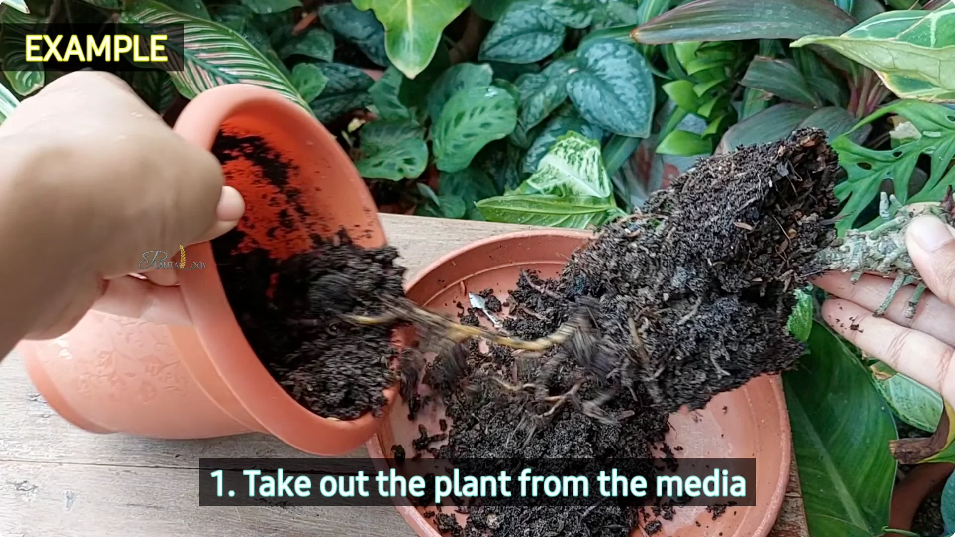 Why Are Your Areca Palm Leaves Turning Brown? screenshot 3