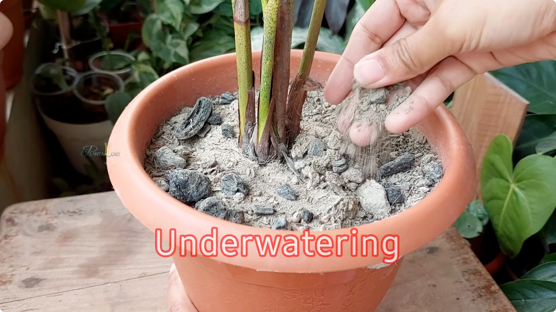 Why Are Your Areca Palm Leaves Turning Brown? screenshot 4