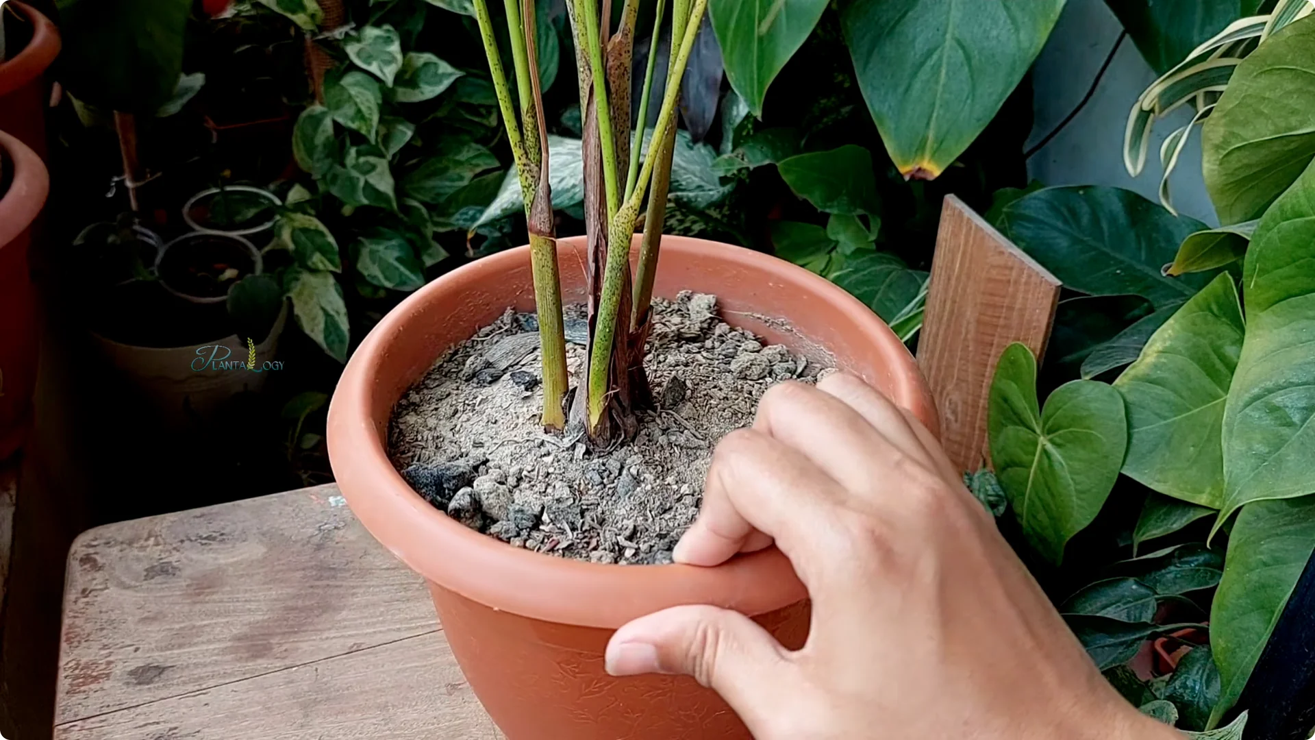 Why Are Your Areca Palm Leaves Turning Brown? screenshot 5