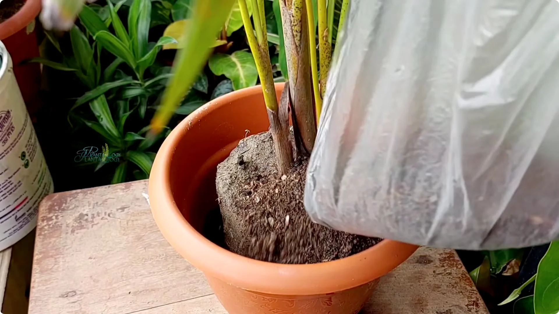 Why Are Your Areca Palm Leaves Turning Brown? screenshot 6