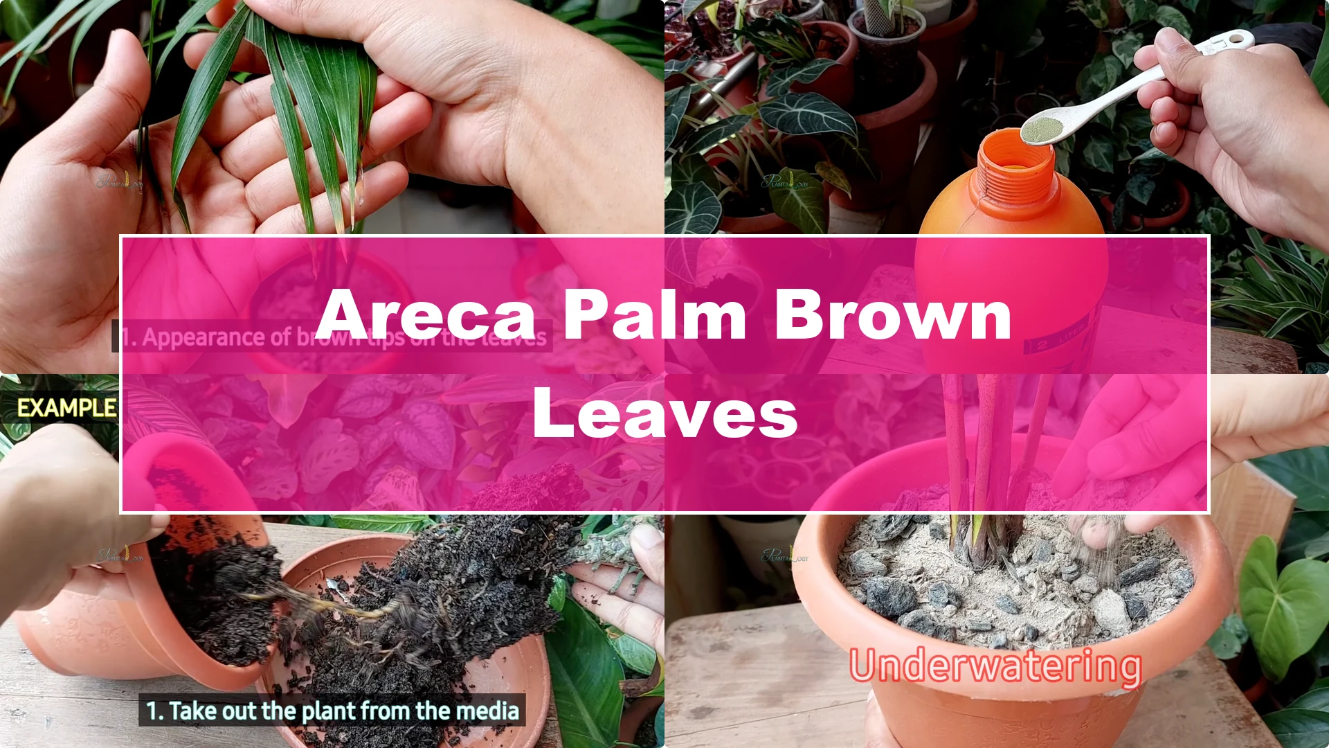 Why Are Your Areca Palm Leaves Turning Brown? - Featured Image