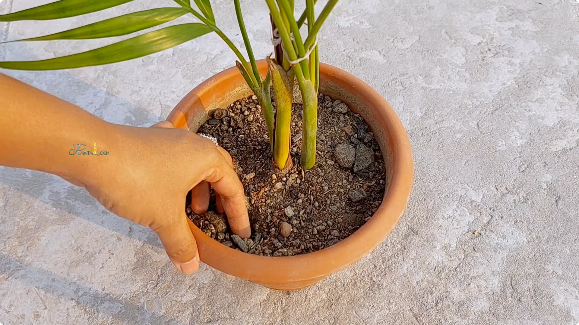 Why Are Your Areca Palm Leaves Turning Yellow Indoors? screenshot 10