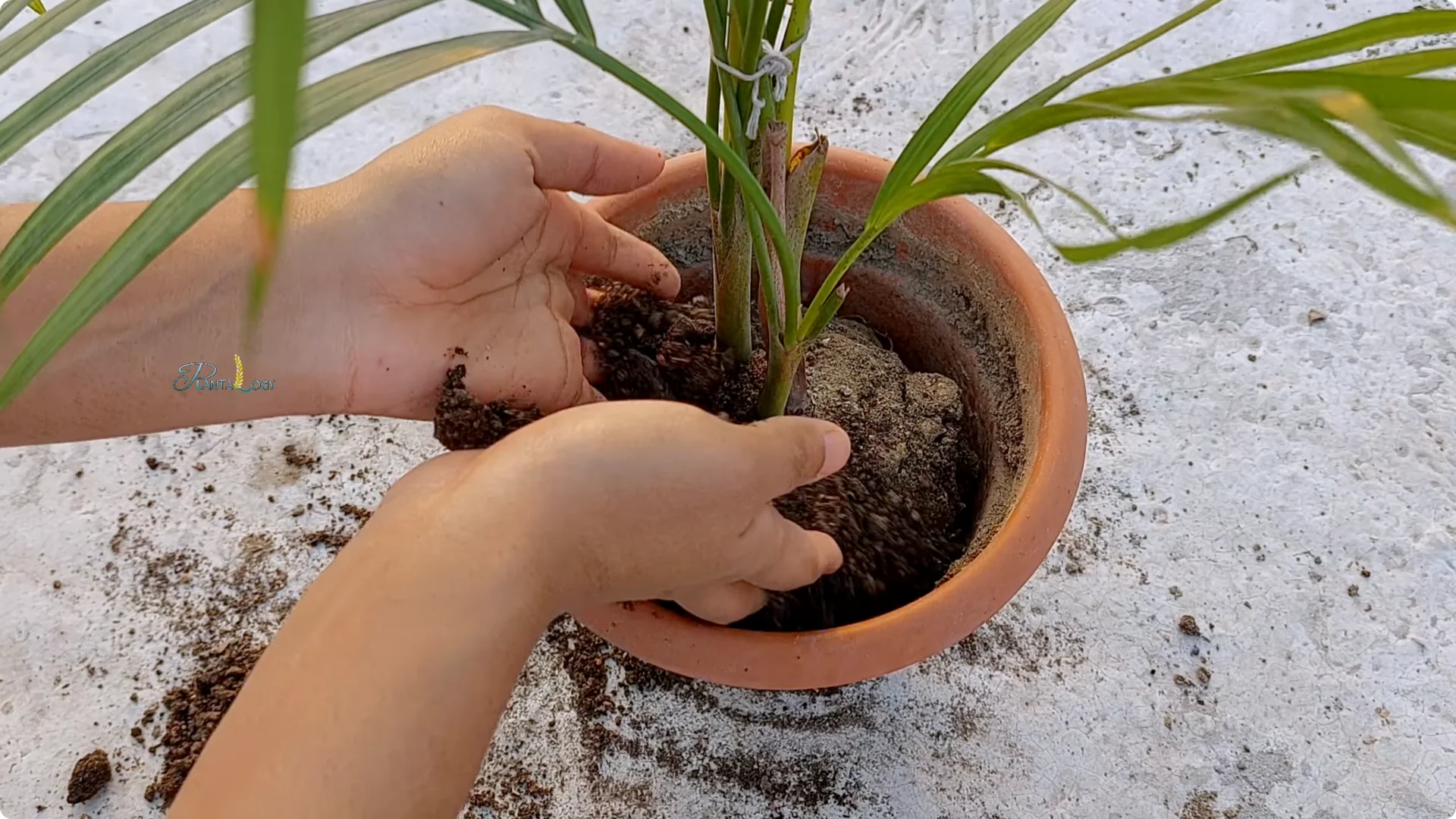 Why Are Your Areca Palm Leaves Turning Yellow Indoors? screenshot 14