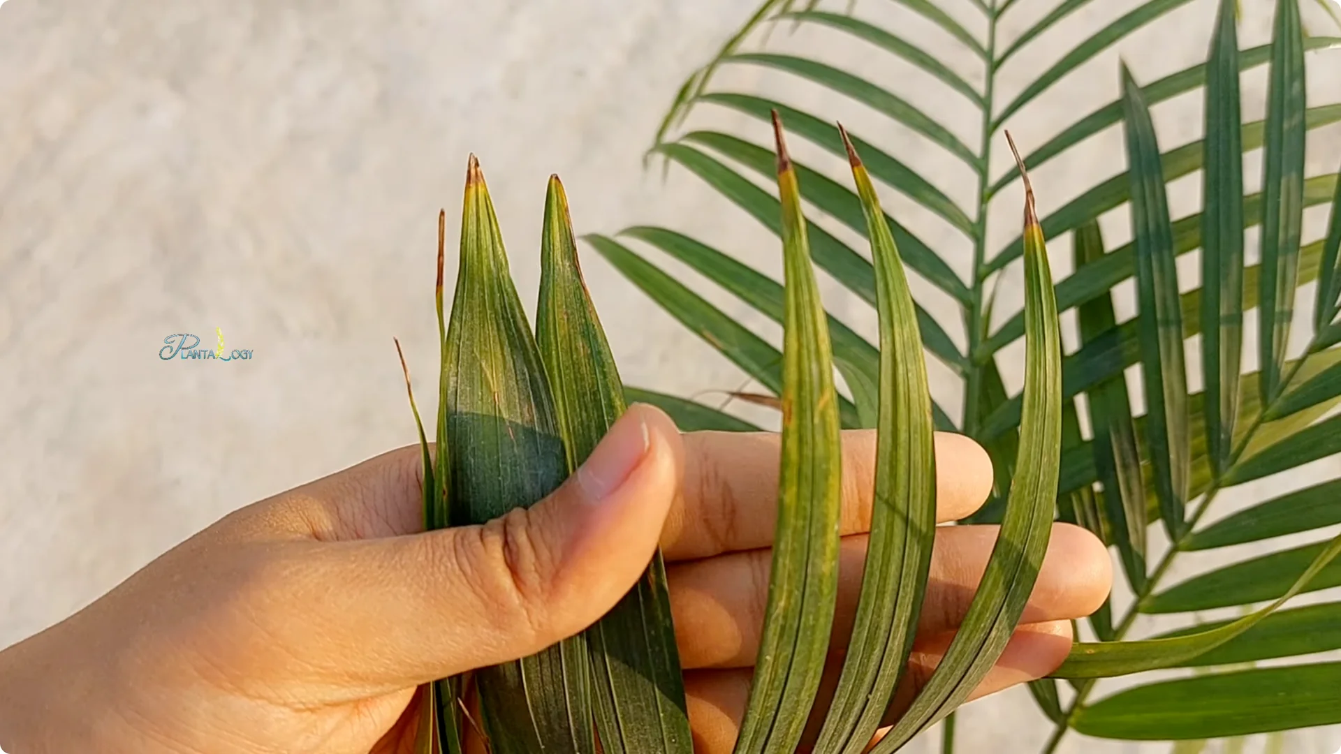 Why Are Your Areca Palm Leaves Turning Yellow Indoors? screenshot 3