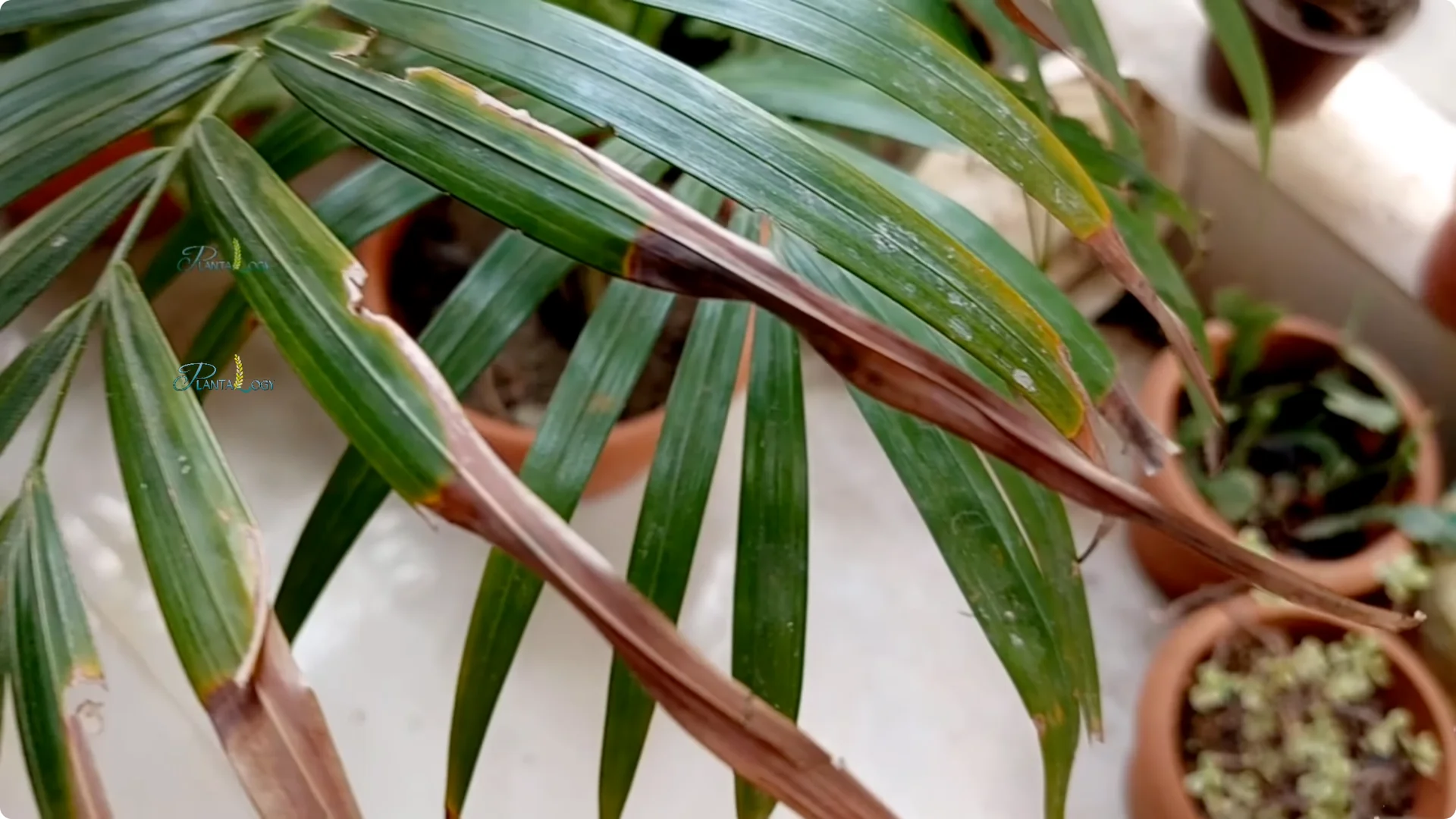 Why Are Your Areca Palm Leaves Turning Yellow Indoors? screenshot 4