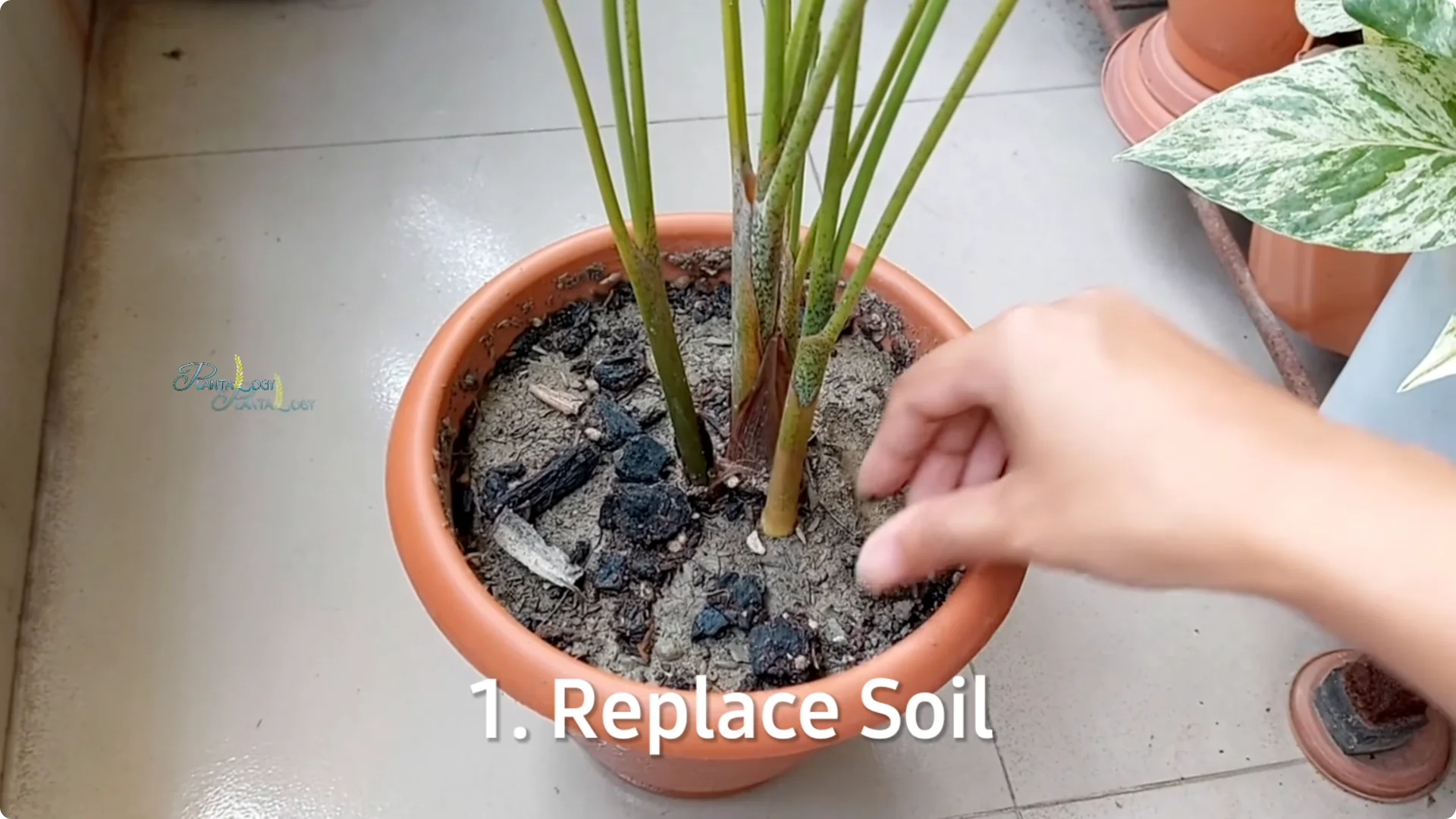 Why Are Your Areca Palm Leaves Turning Yellow Indoors? screenshot 6