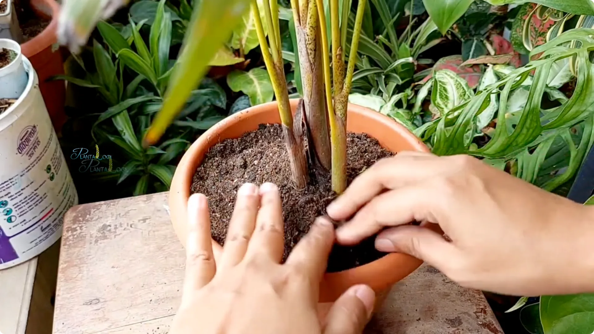 Why Are Your Areca Palm Leaves Turning Yellow Indoors? screenshot 7