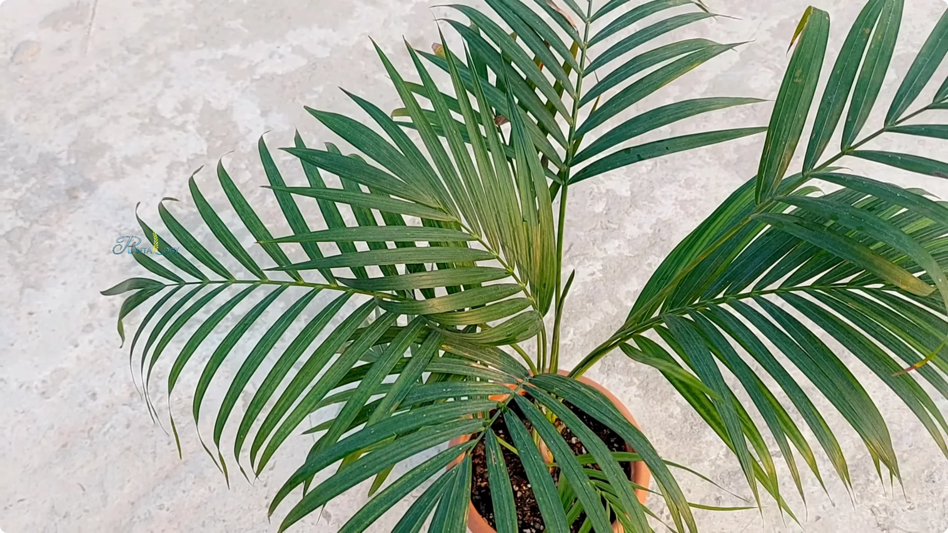 Why Are Your Areca Palm Leaves Turning Yellow Indoors? screenshot 8