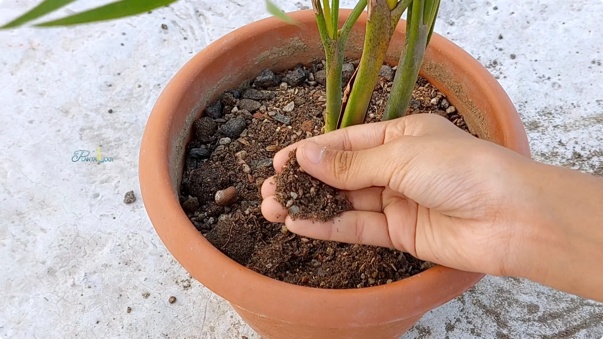 Why Are Your Areca Palm Leaves Turning Yellow Indoors? screenshot 9
