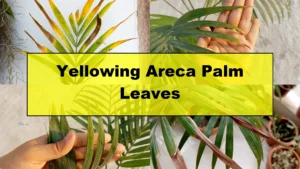 Why Are Your Areca Palm Leaves Turning Yellow Indoors? - Featured Image