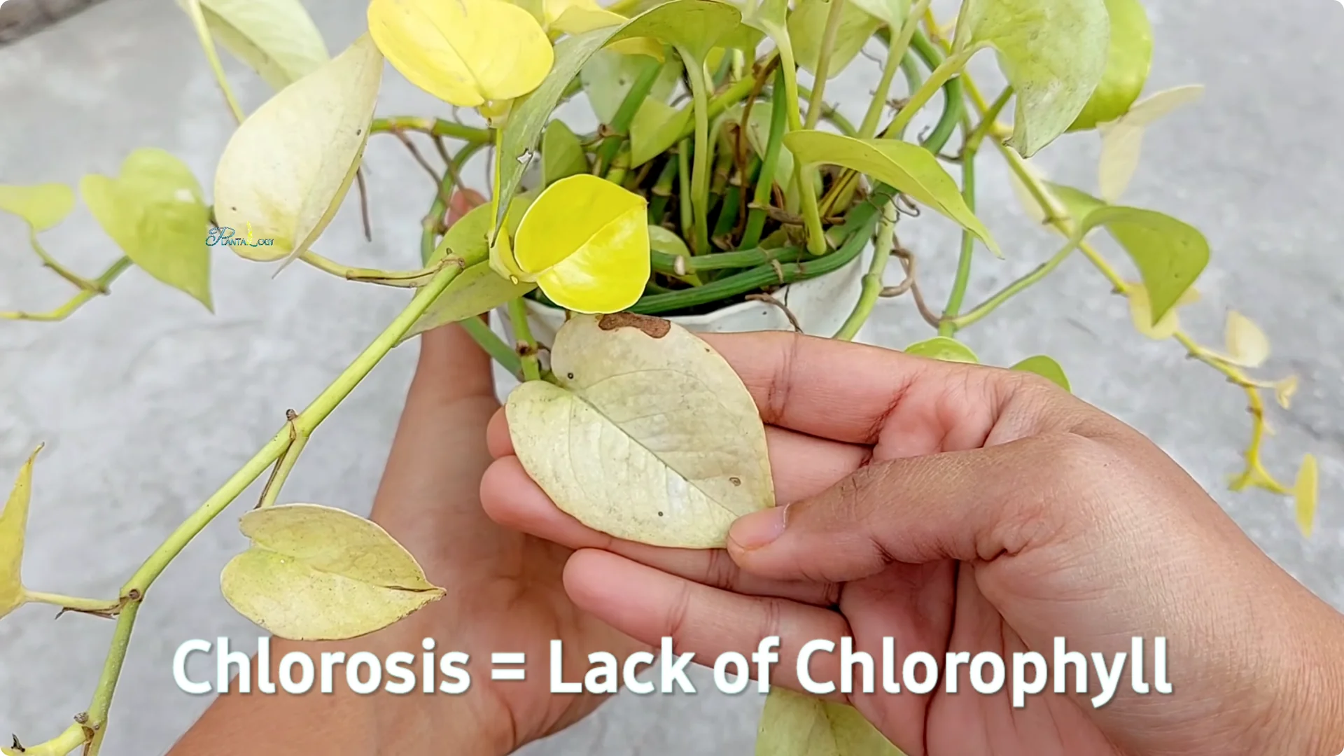 Why Are Your Pothos Leaves Turning Yellow? 6 Key Reasons screenshot 2