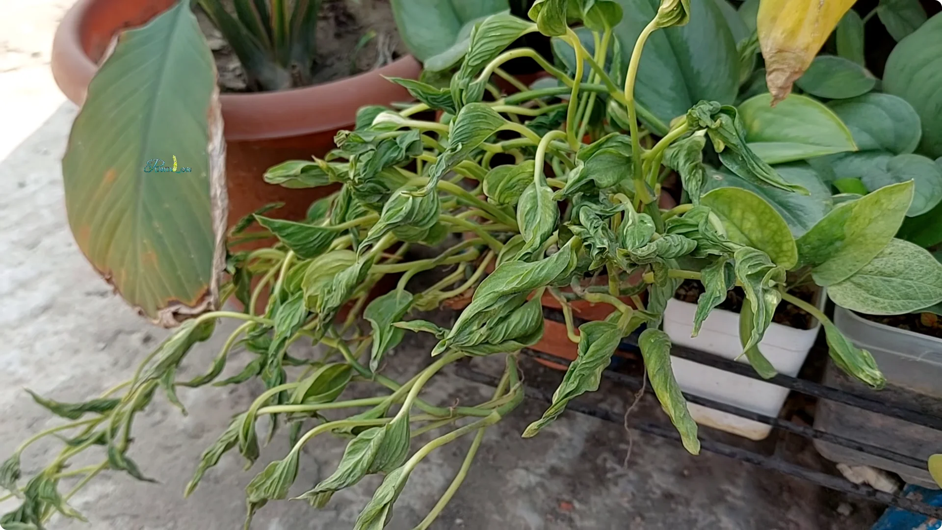 Why Are Your Pothos Leaves Turning Yellow? 6 Key Reasons screenshot 3