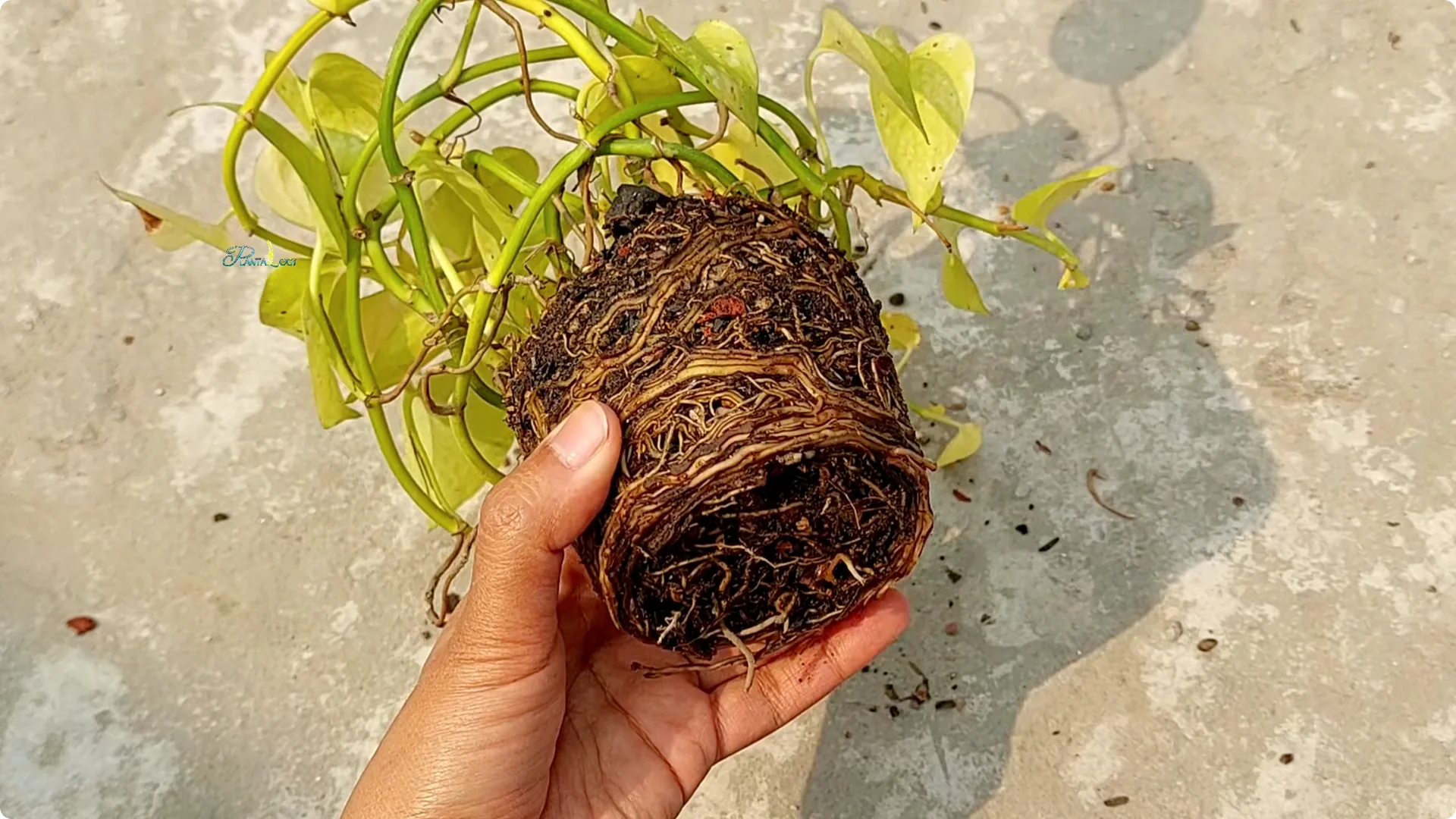 Why Are Your Pothos Leaves Turning Yellow? 6 Key Reasons screenshot 4