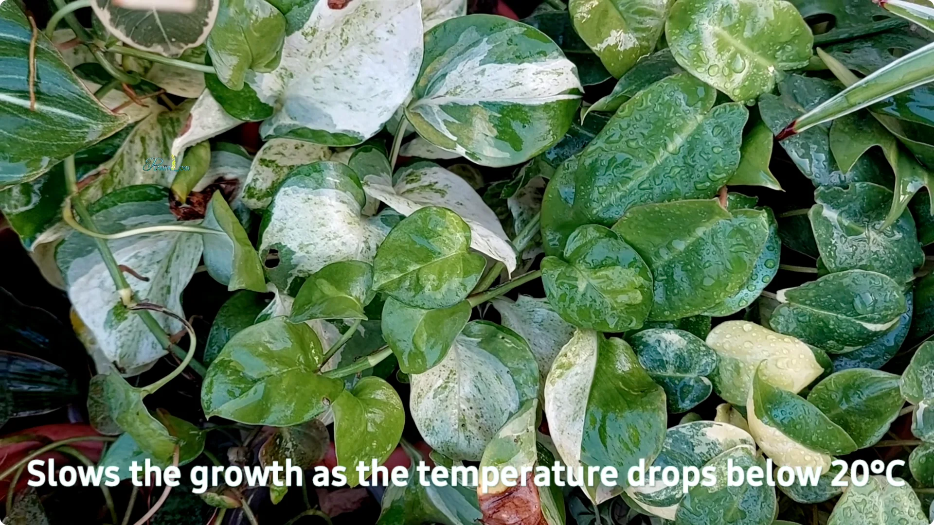 Why Are Your Pothos Leaves Turning Yellow? 6 Key Reasons screenshot 5