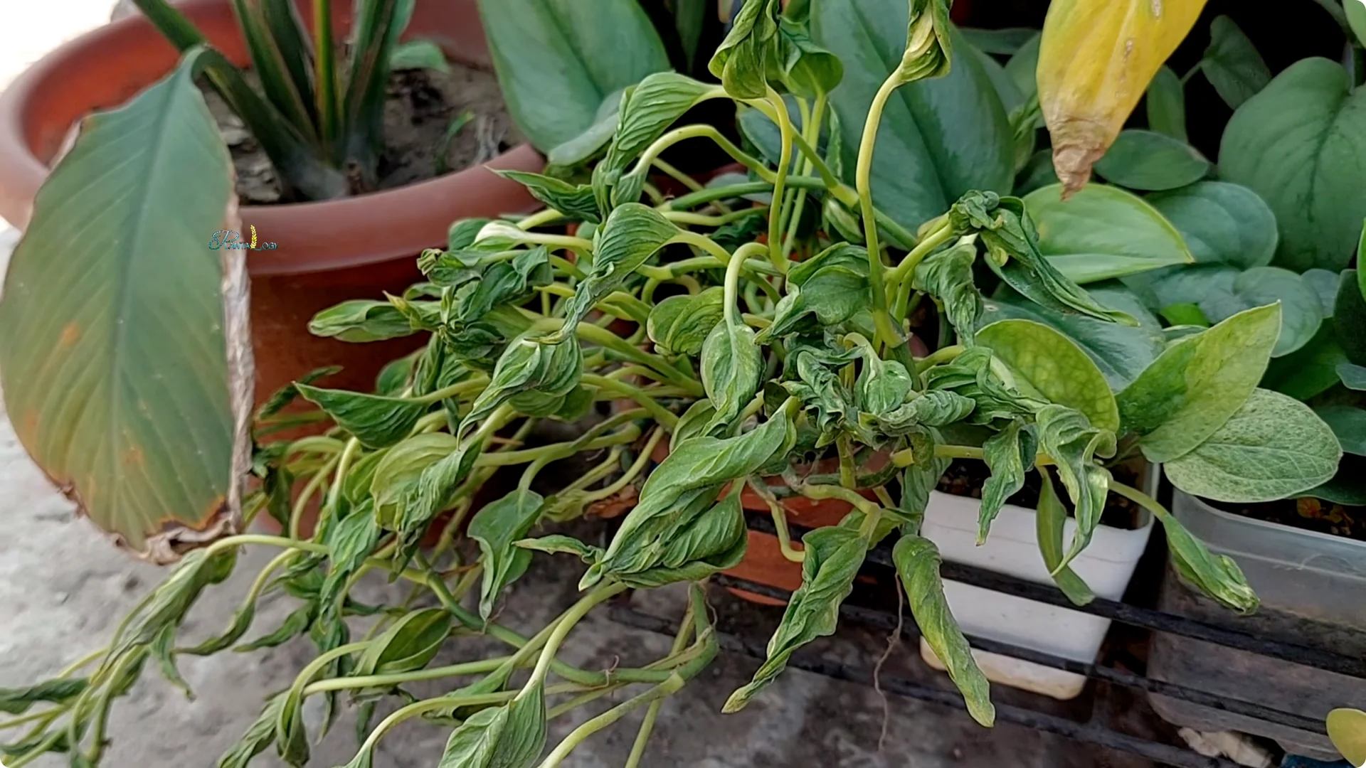 Why Are Your Pothos Leaves Turning Yellow? 6 Key Reasons screenshot 6