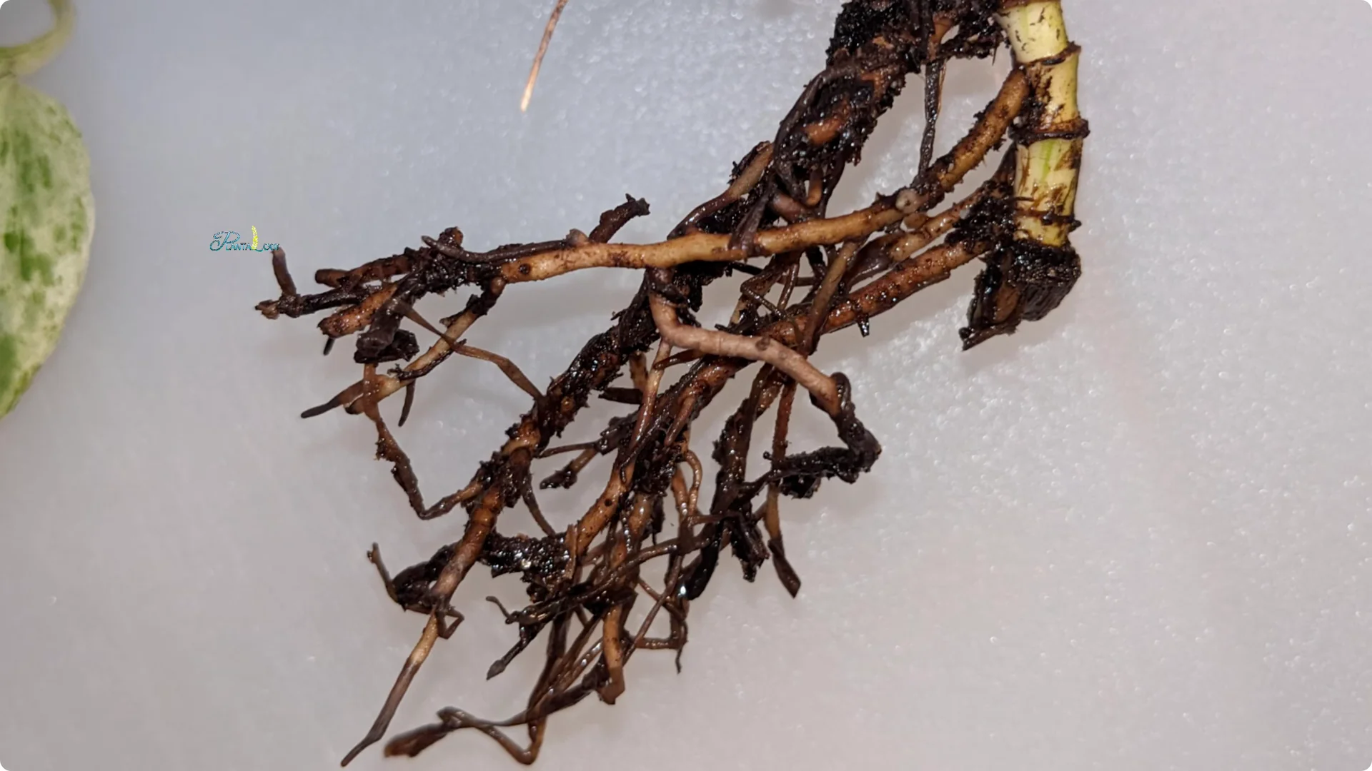 Why Are Your Pothos Leaves Turning Yellow? 6 Key Reasons screenshot 7